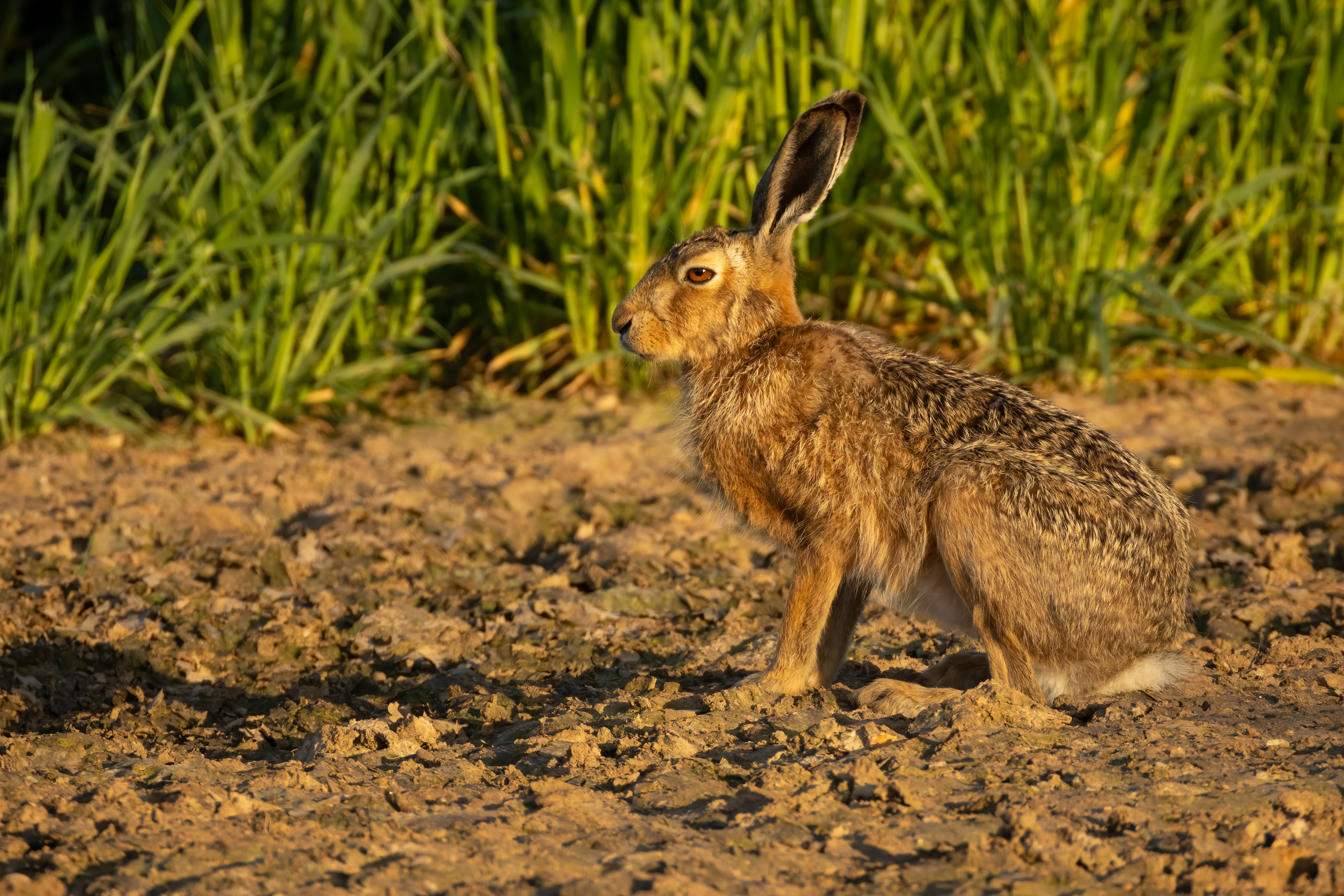 European Brown Hare
