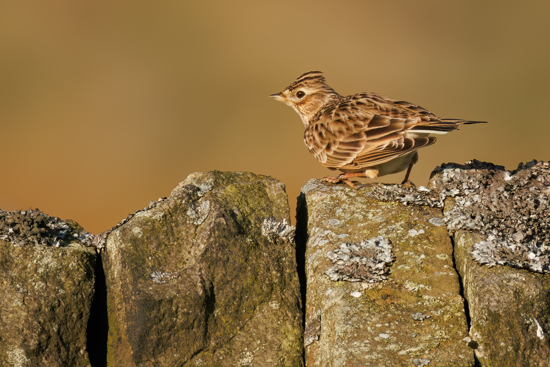 Skylark