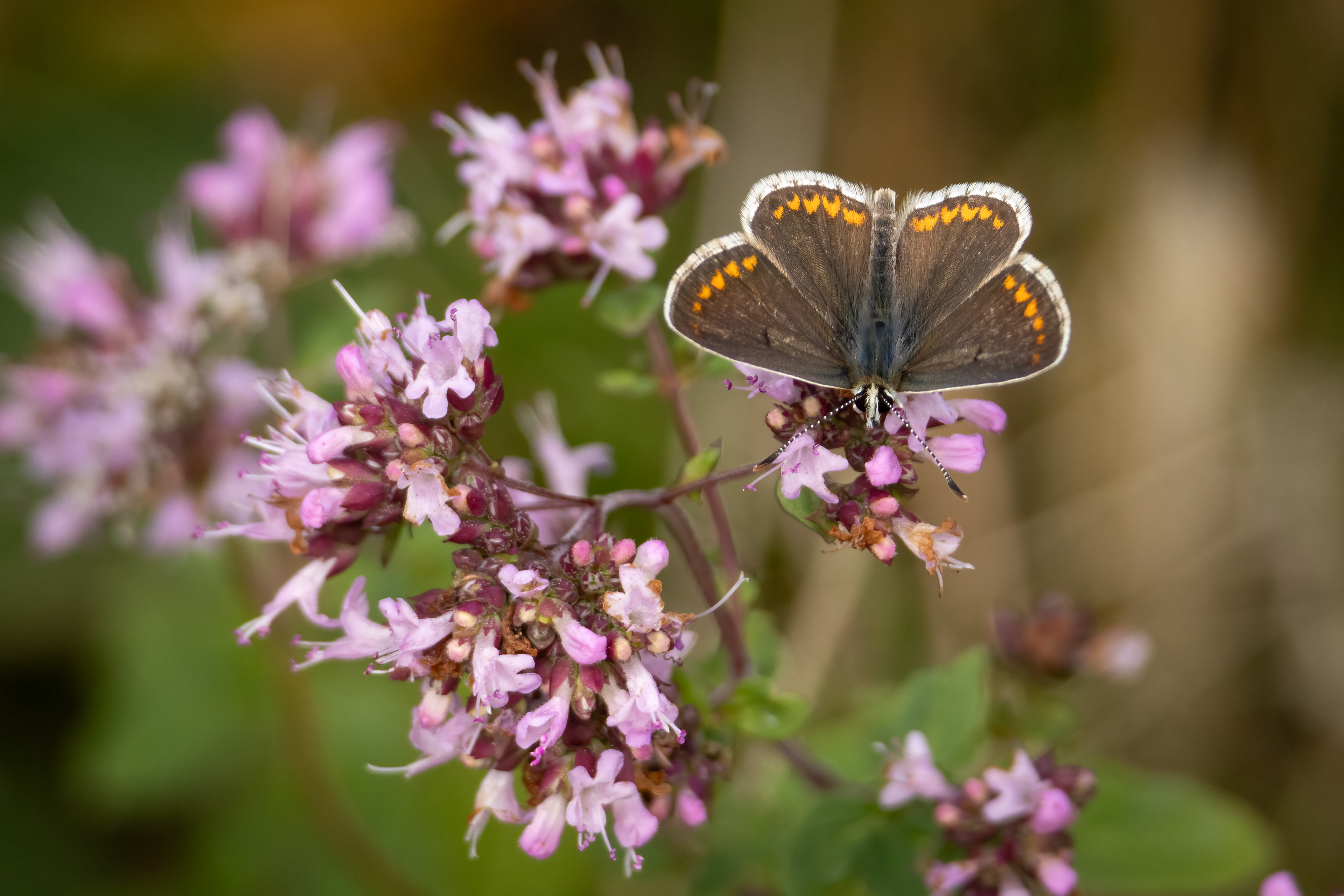 Brown Argus Butterfly