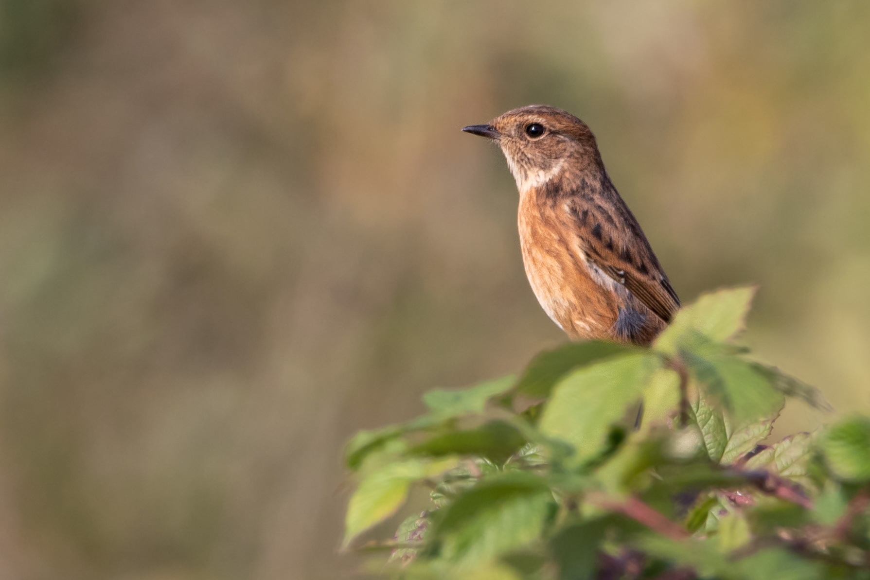Stonechat (Female)