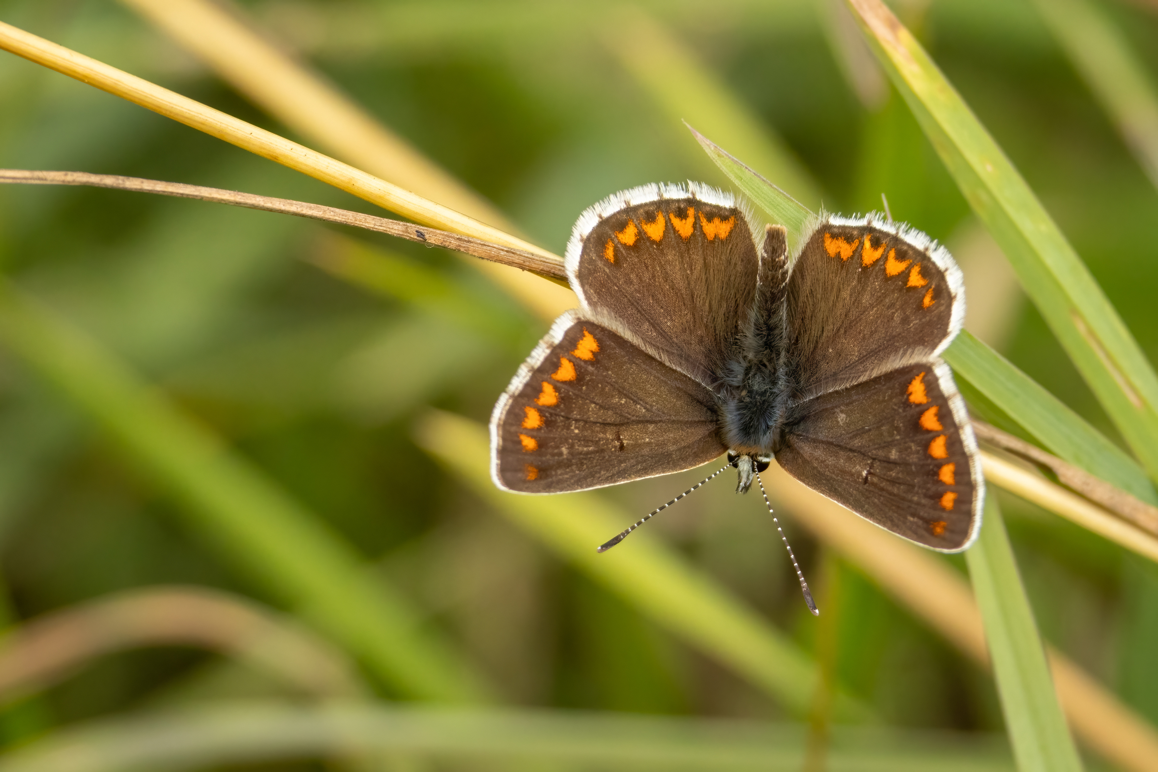 Brown Argus Butterfly