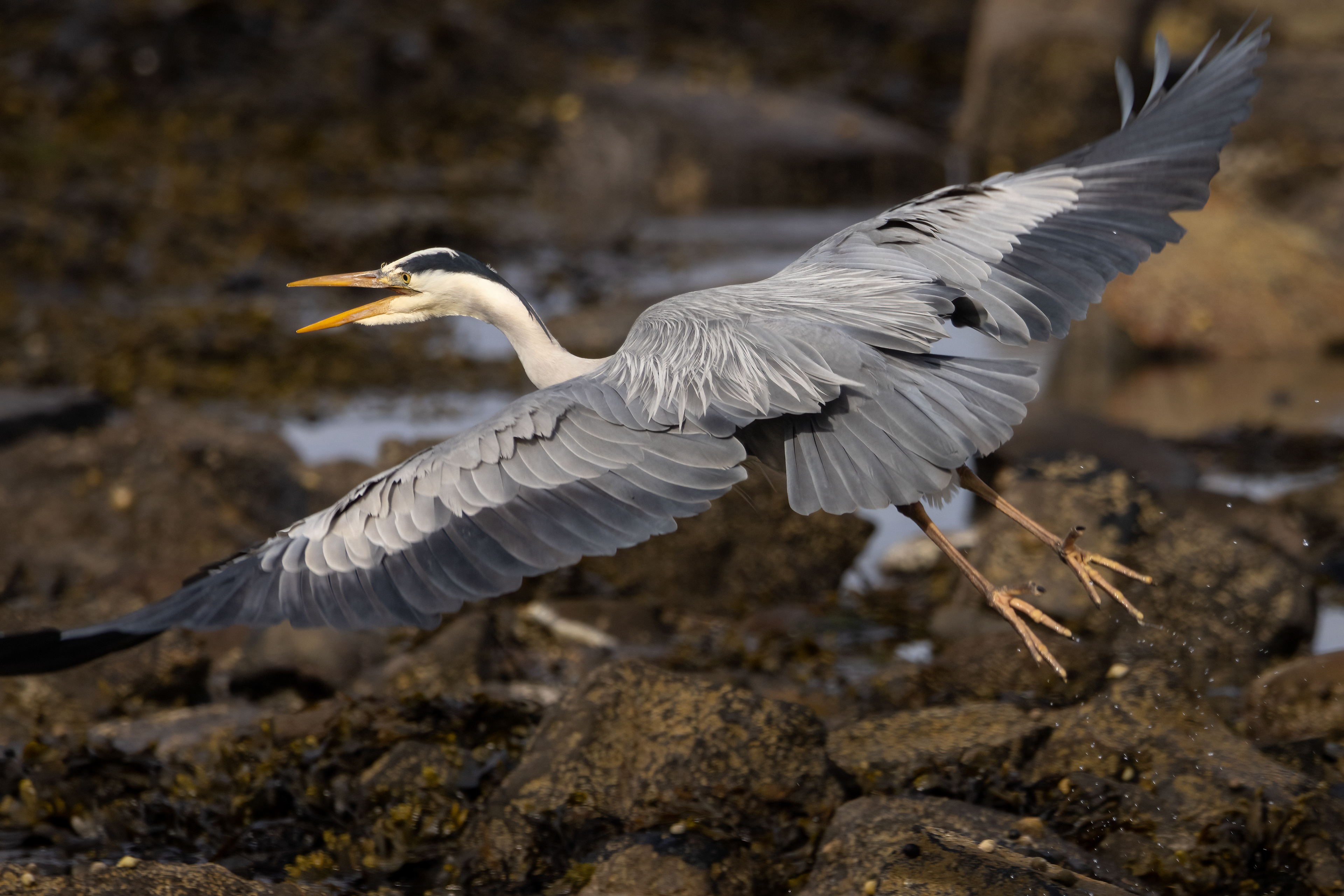 Grey Heron