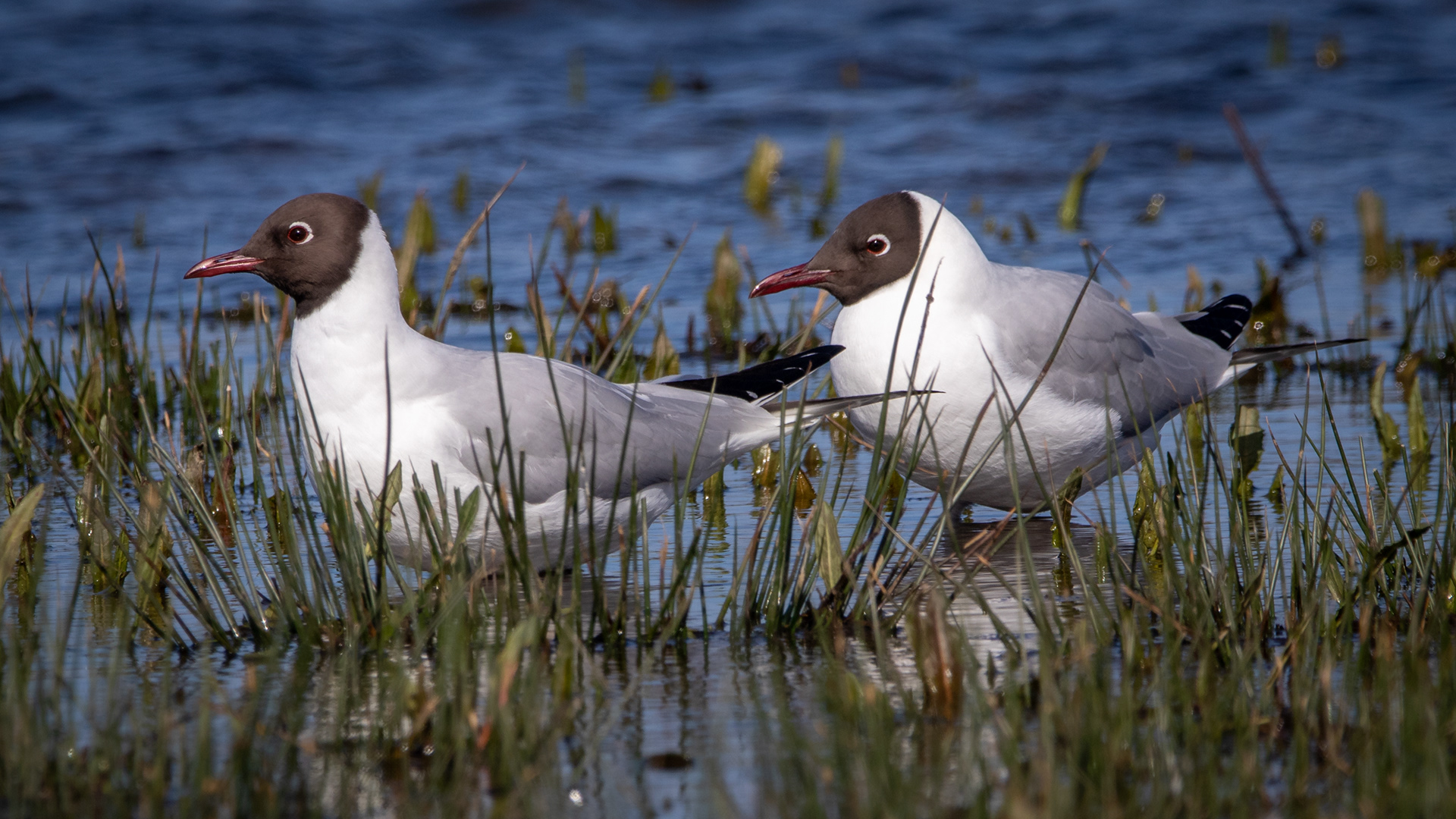 Black-headed Gulls