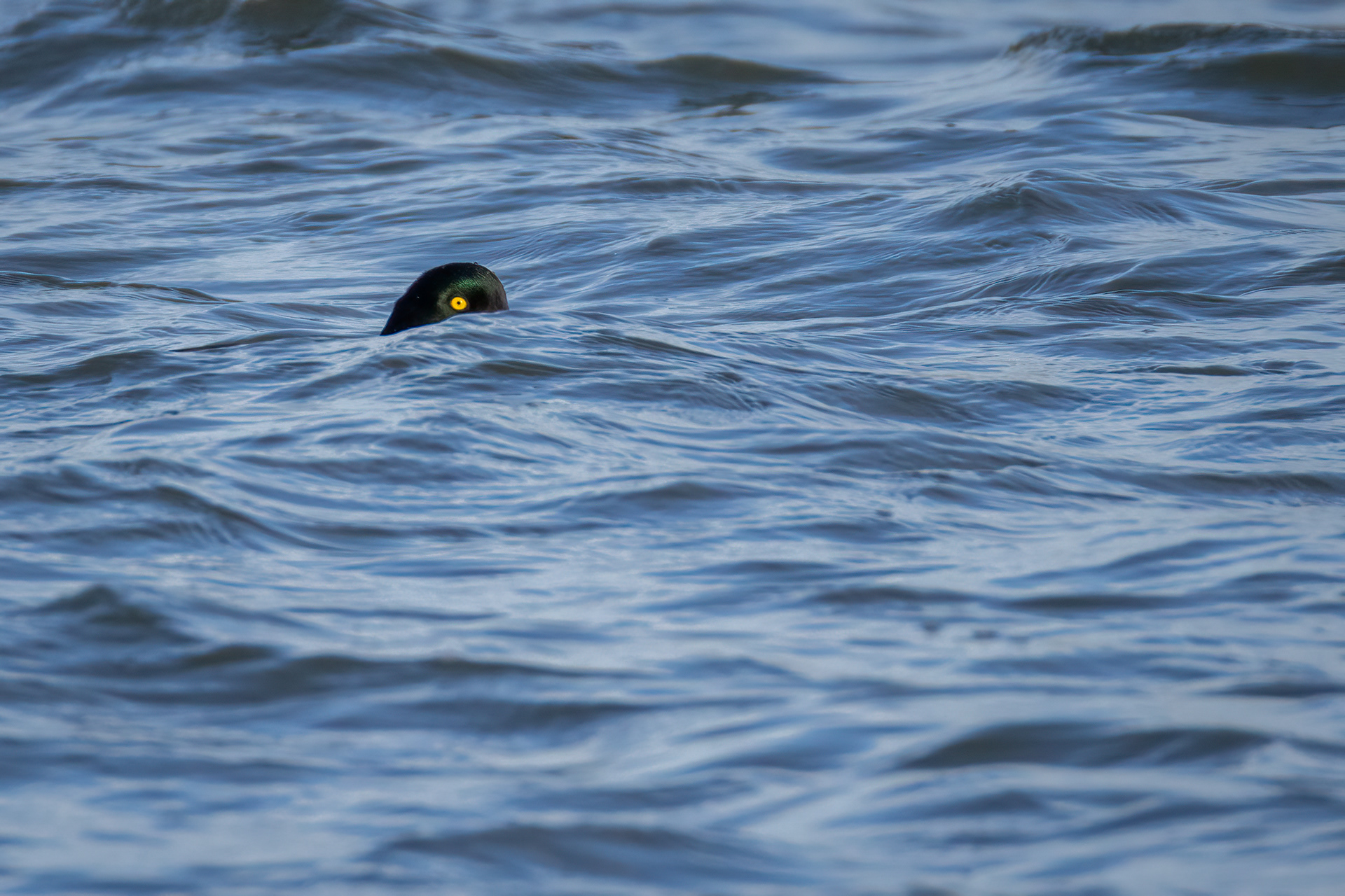 Goldeneye (male)