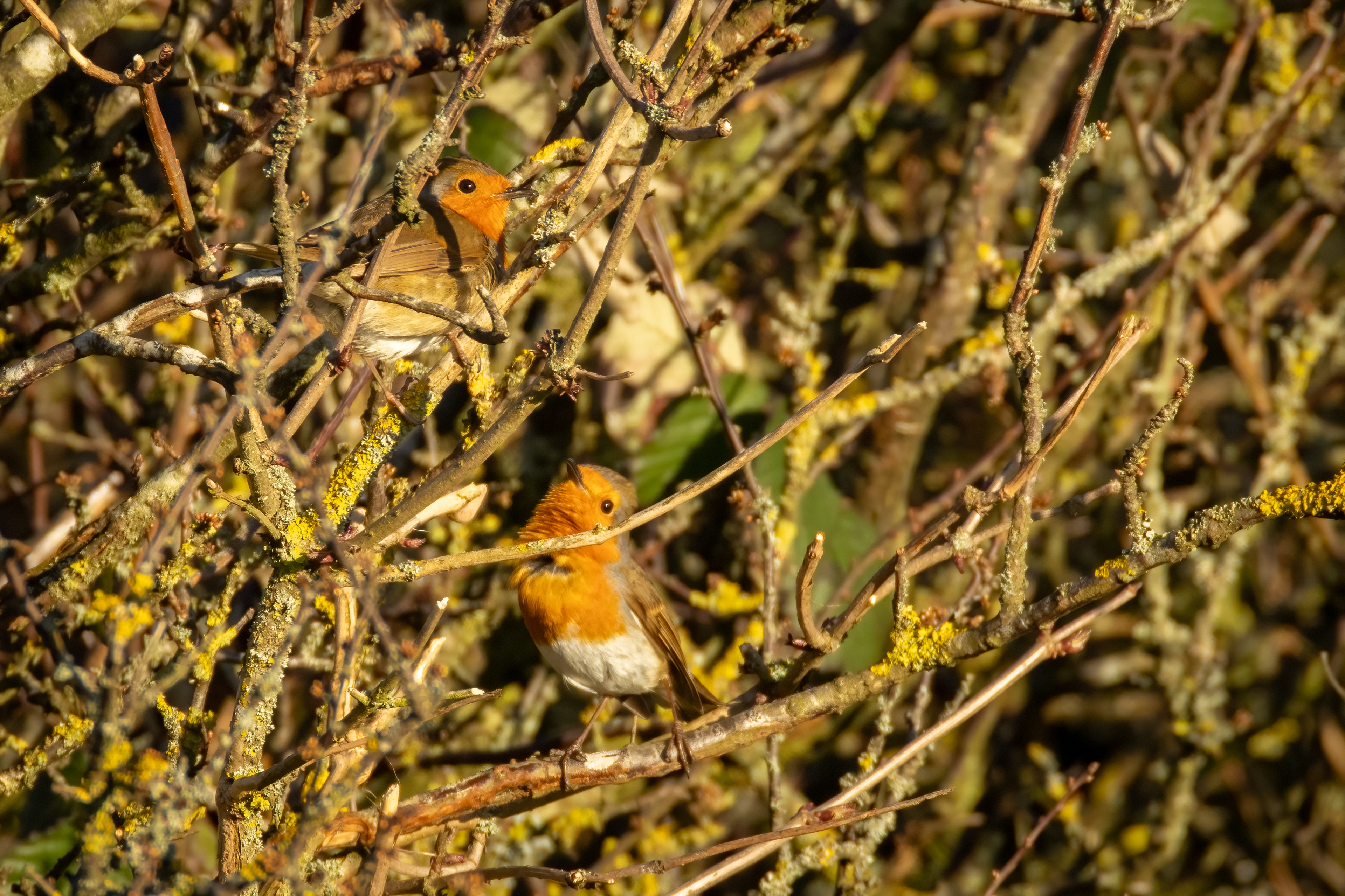 Robins courting