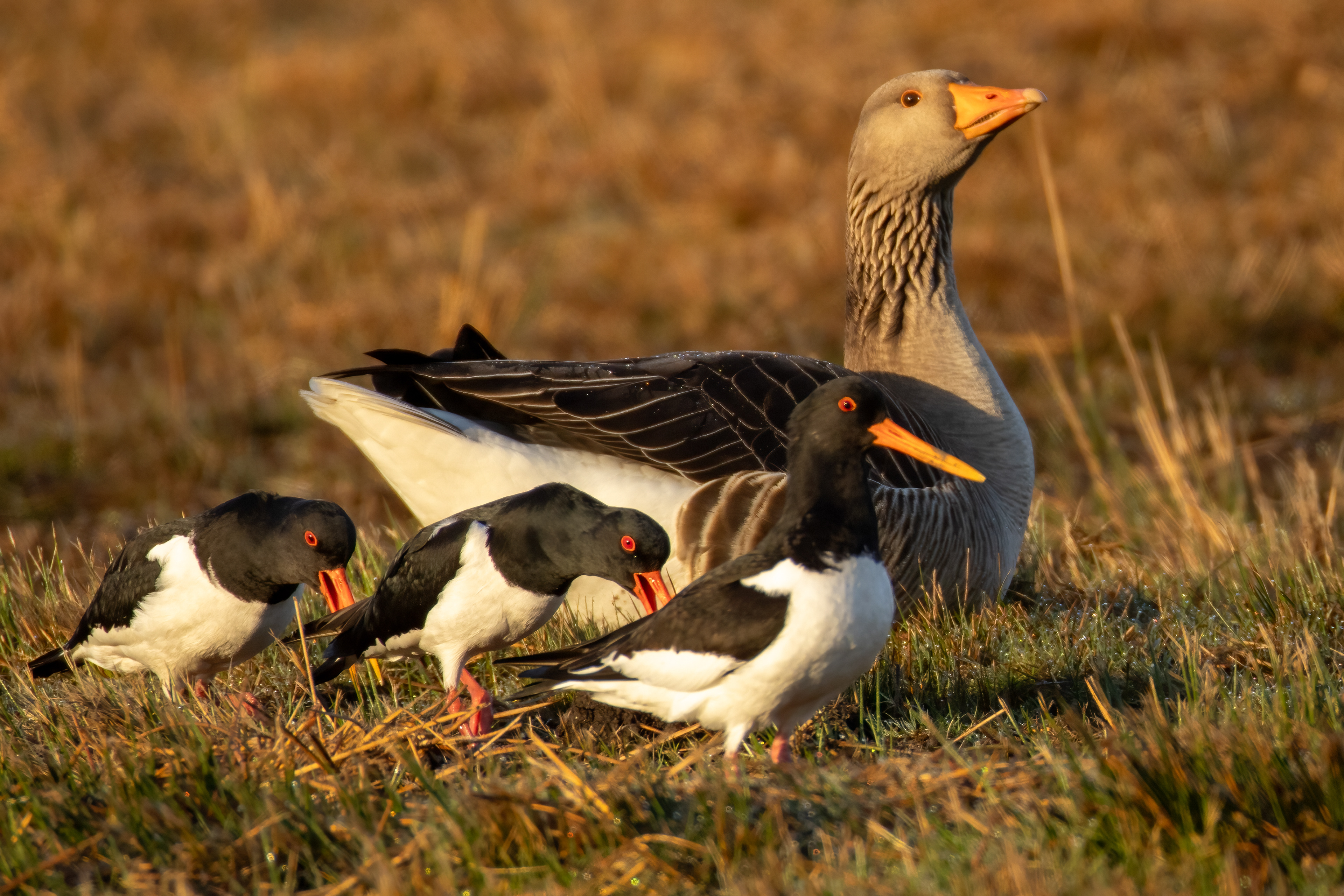 Oystercatchers and Greylag goose