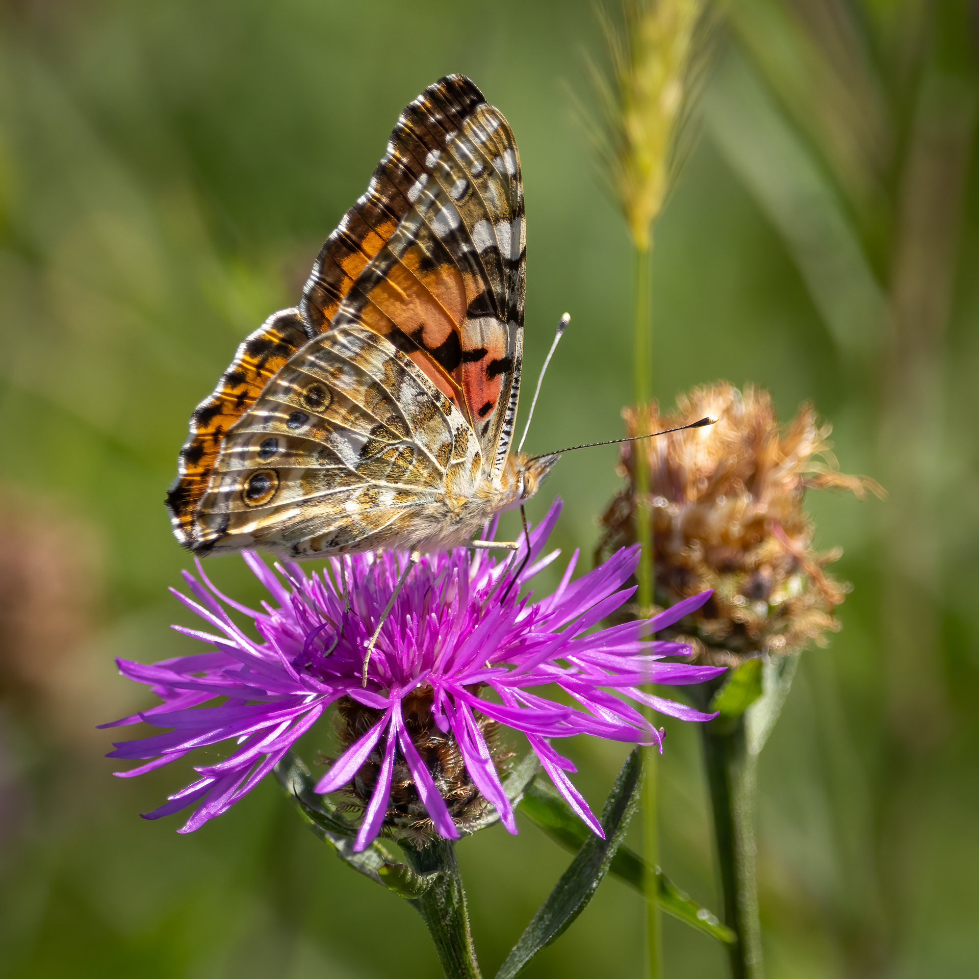 Painted Lady Butterfly
