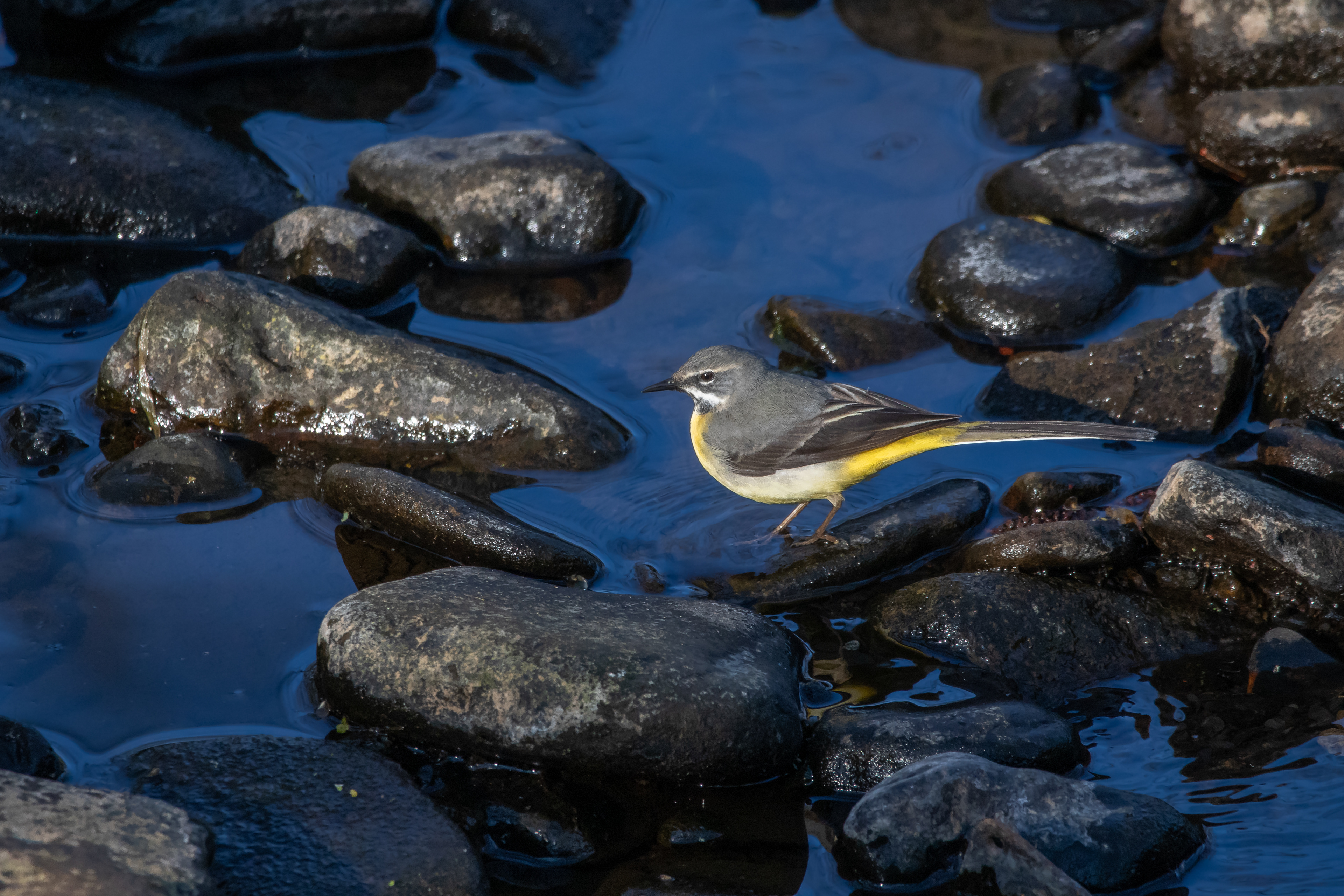 Grey Wagtail