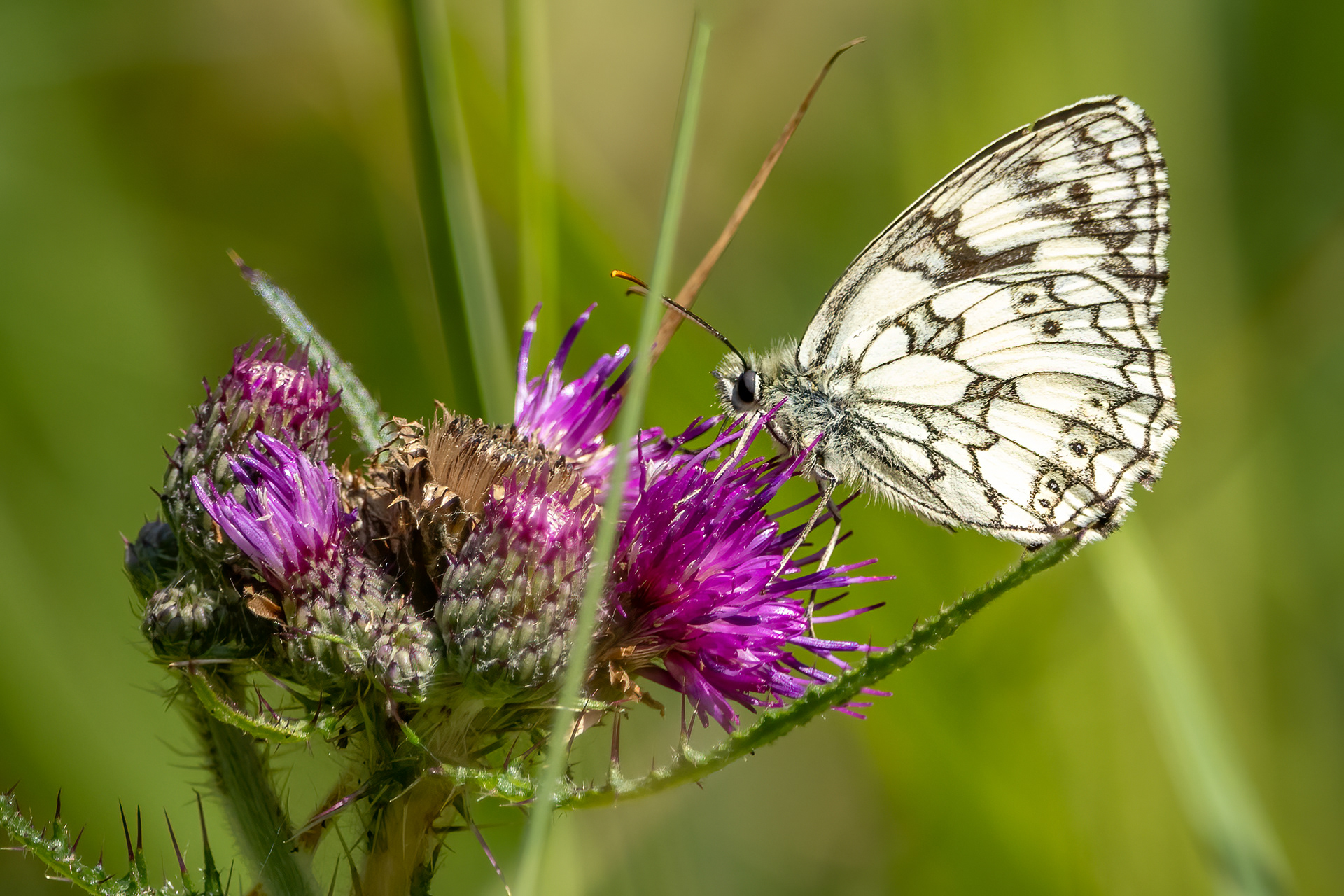 Marbled White Butterfly (male)