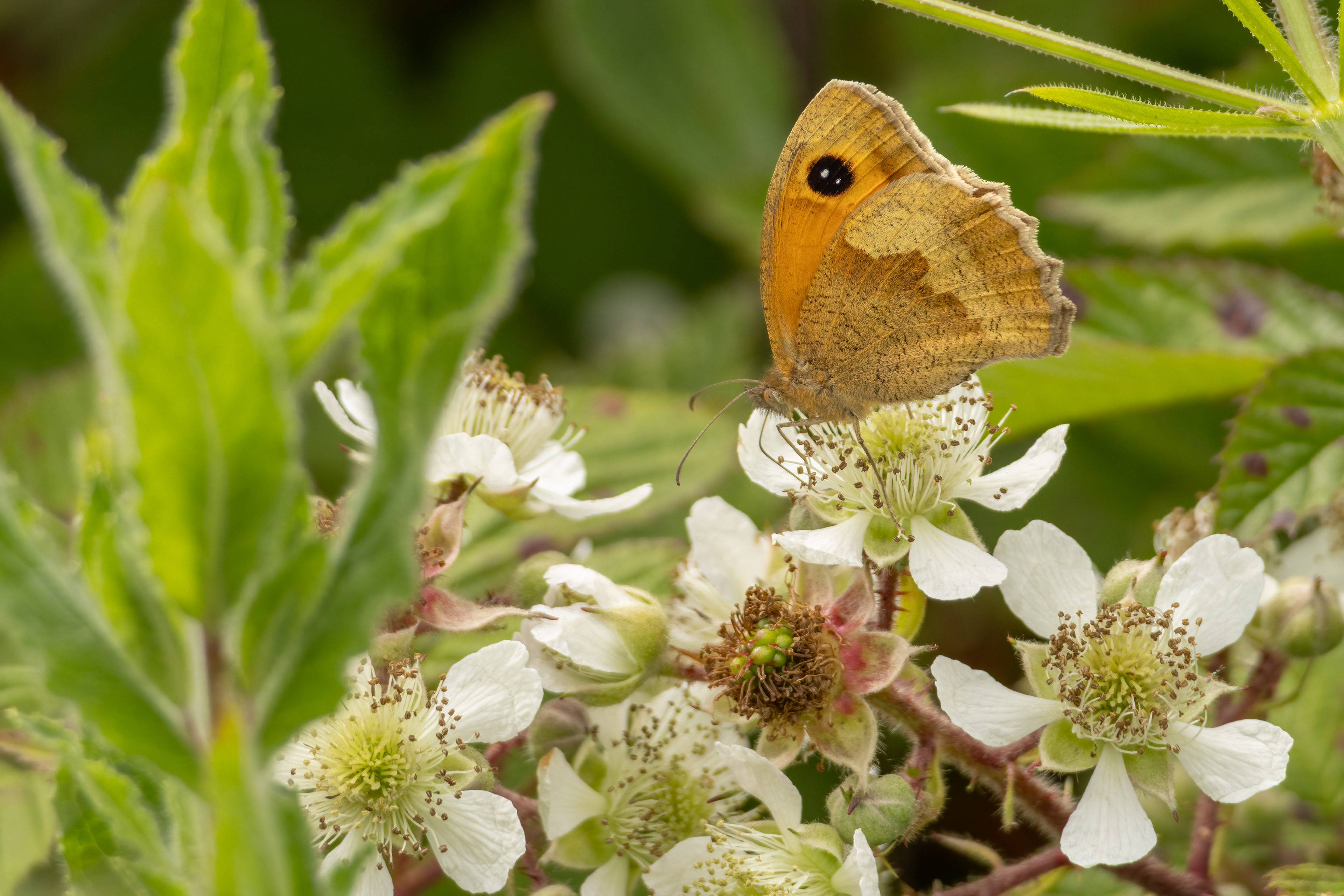 Meadow Brown