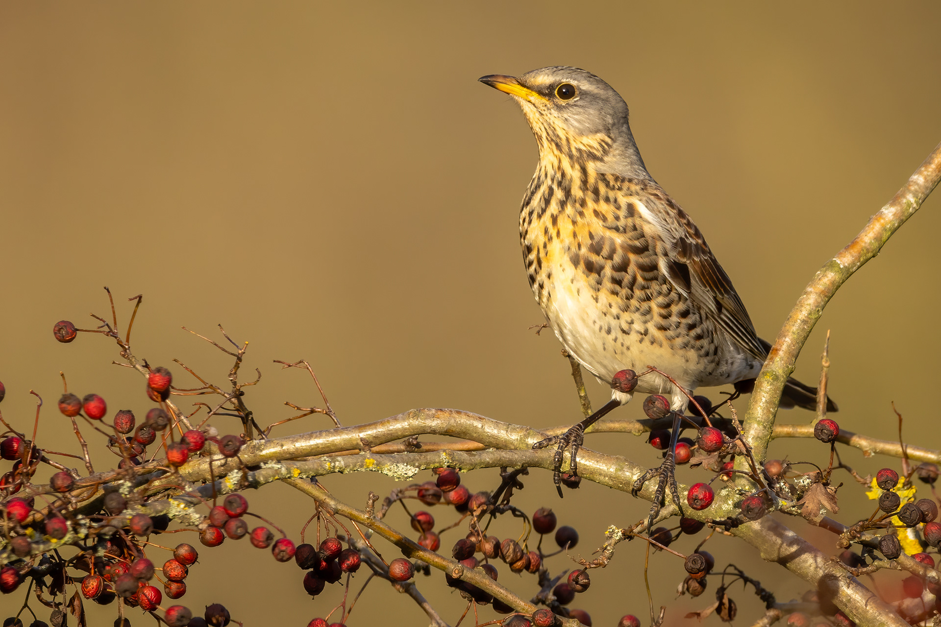 Fieldfare