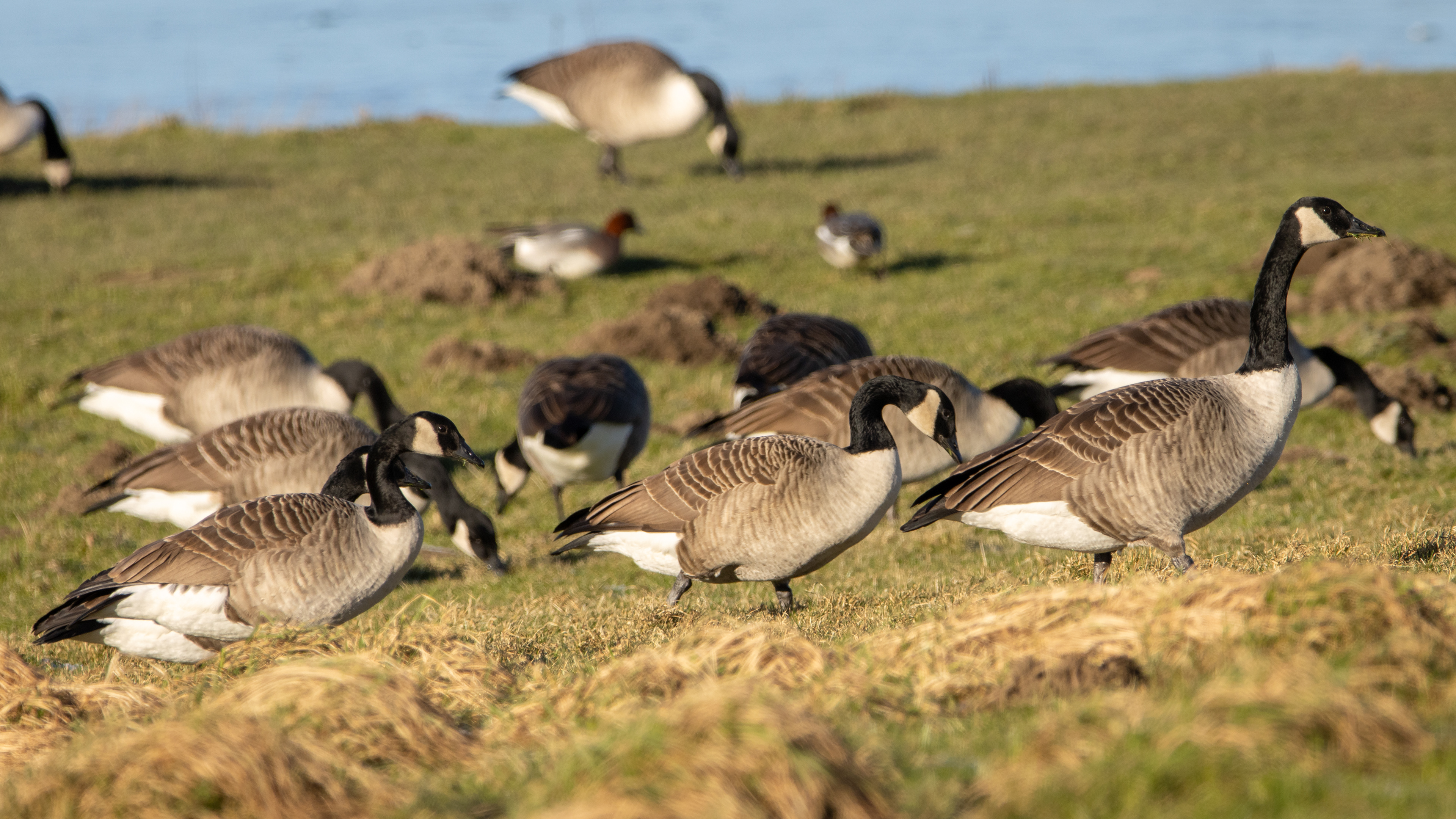 Canada Geese