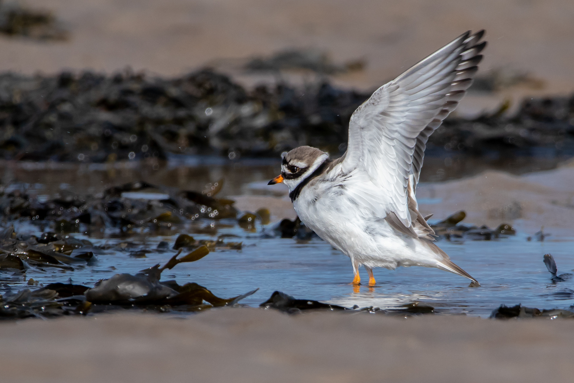 Ringed Plover