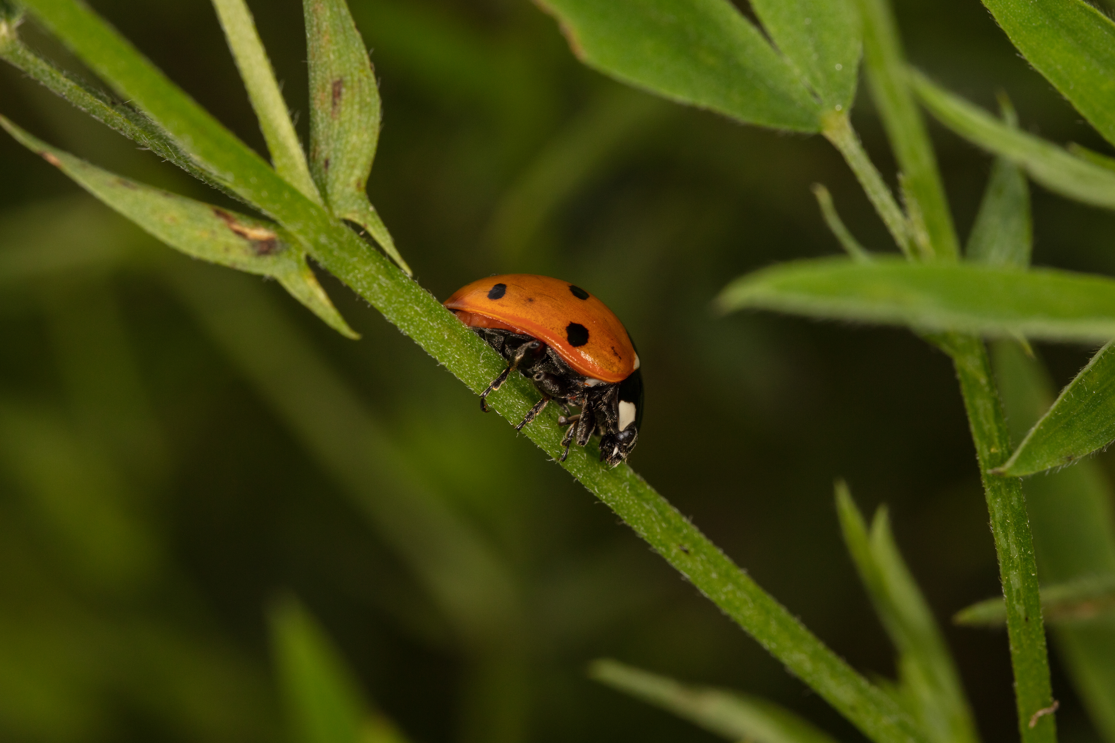 Seven-spot Ladybird