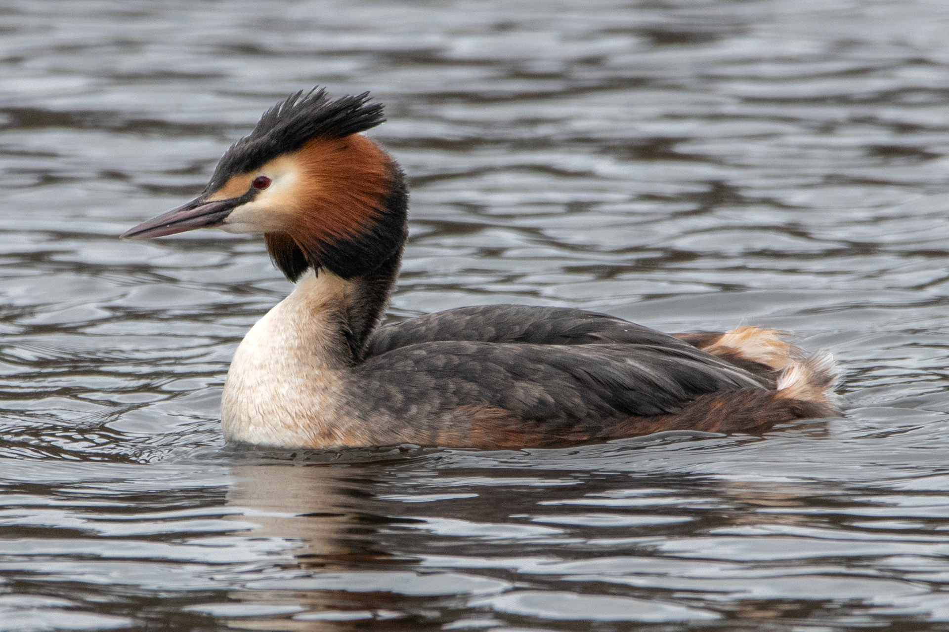 Great Crested Grebe