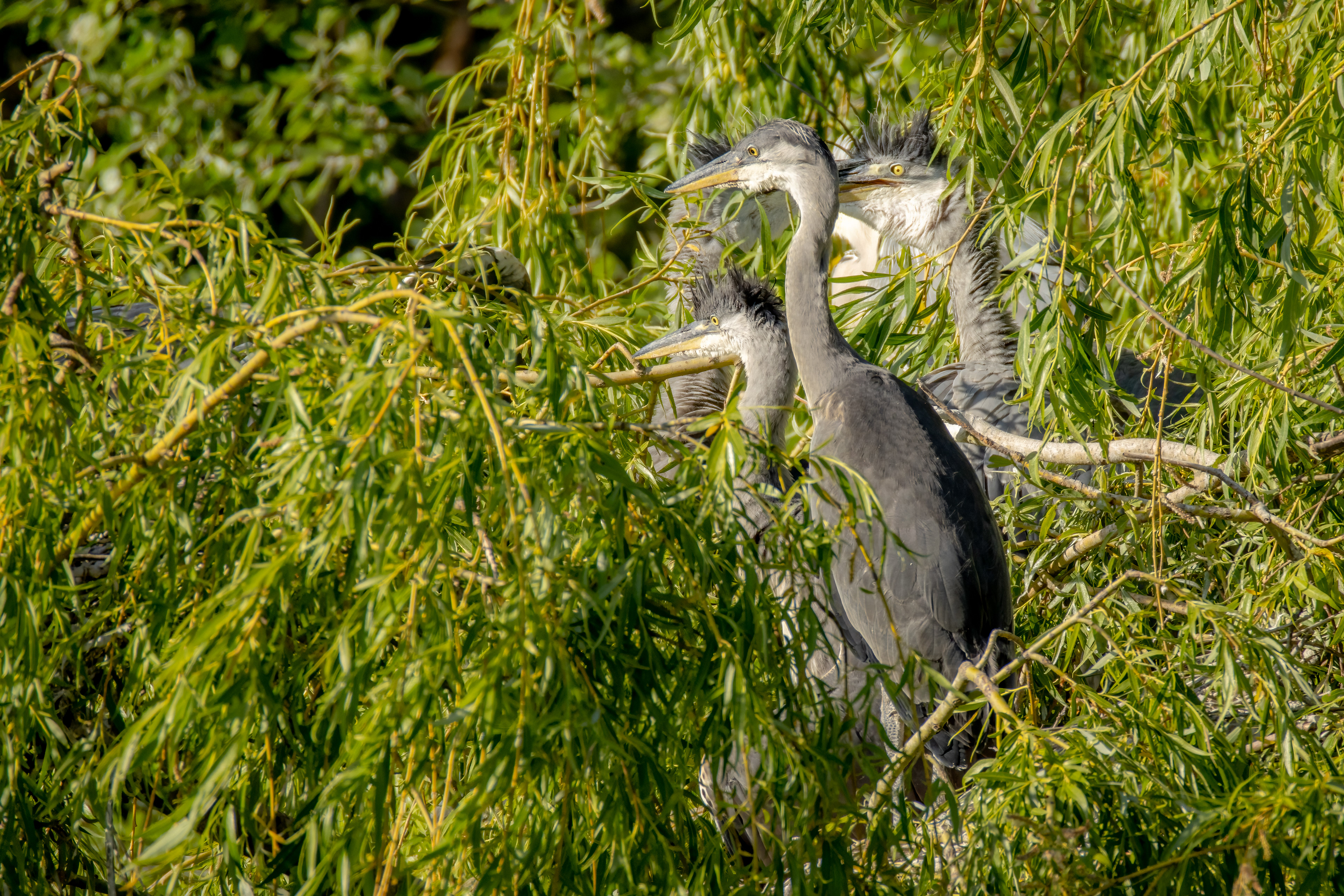 Herons (juveniles)
