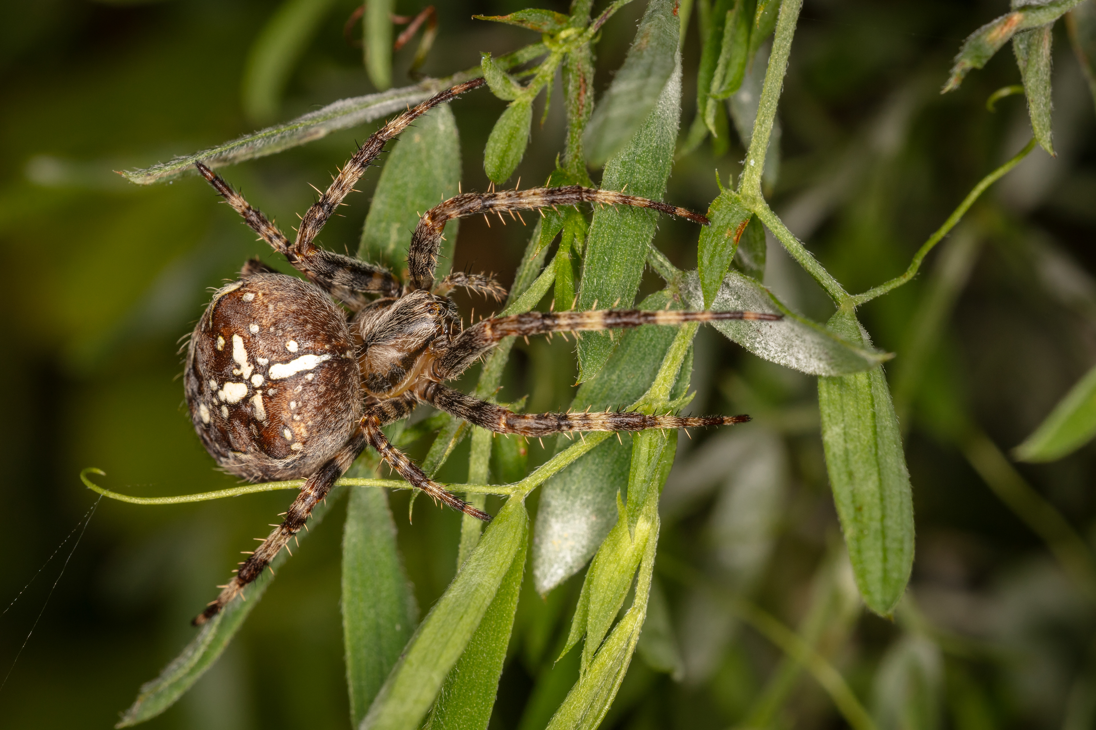 Garden Cross Spider