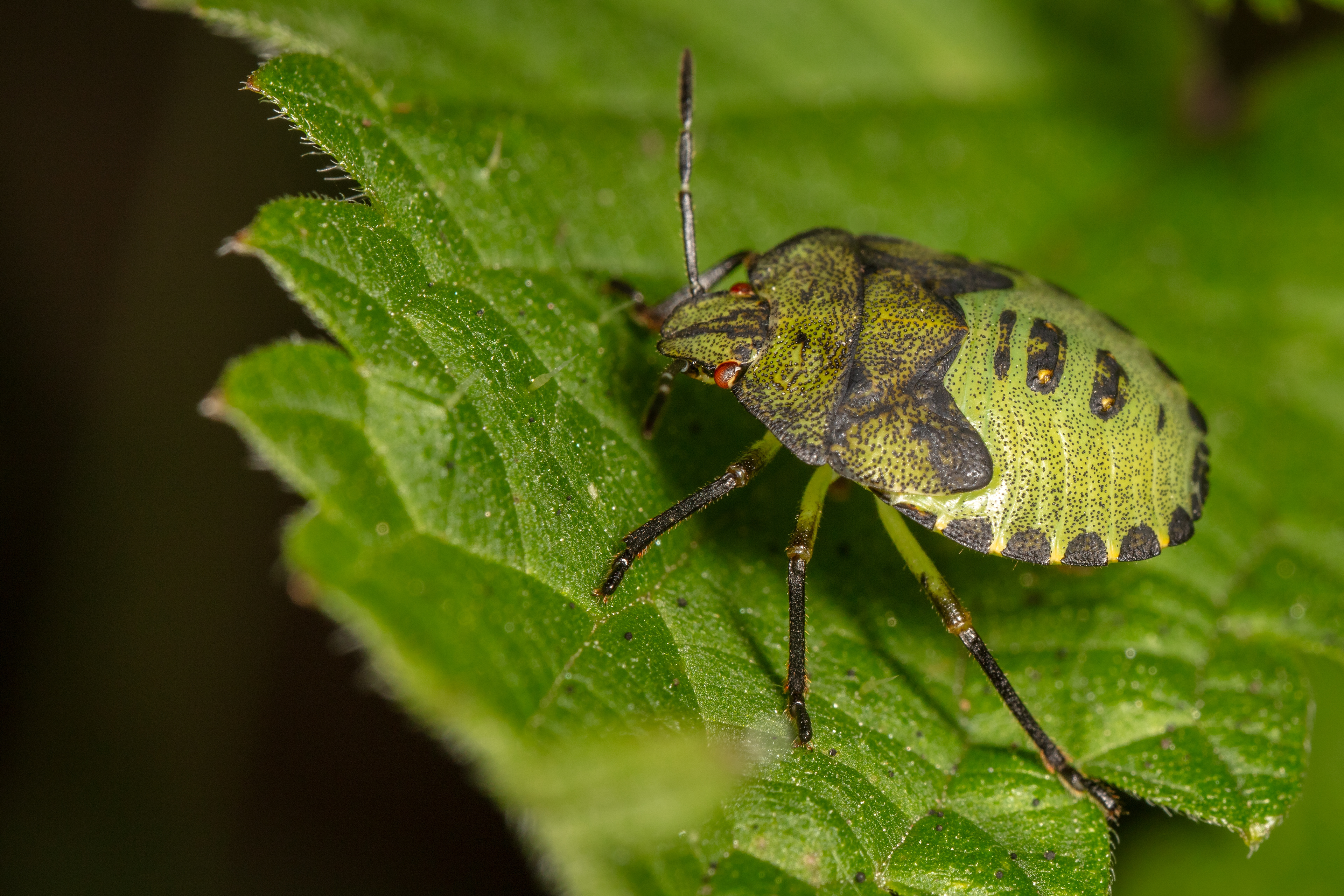 Green Shieldbug (4th Instar)