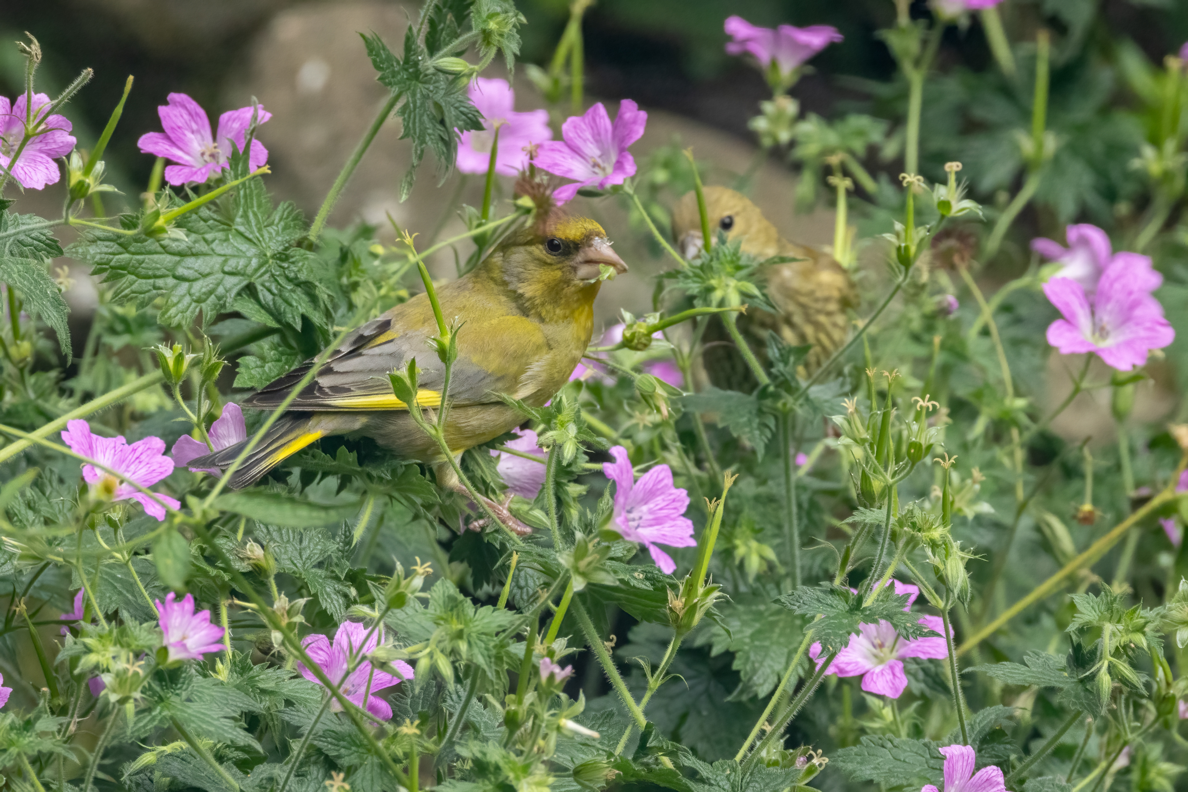 Greenfinches