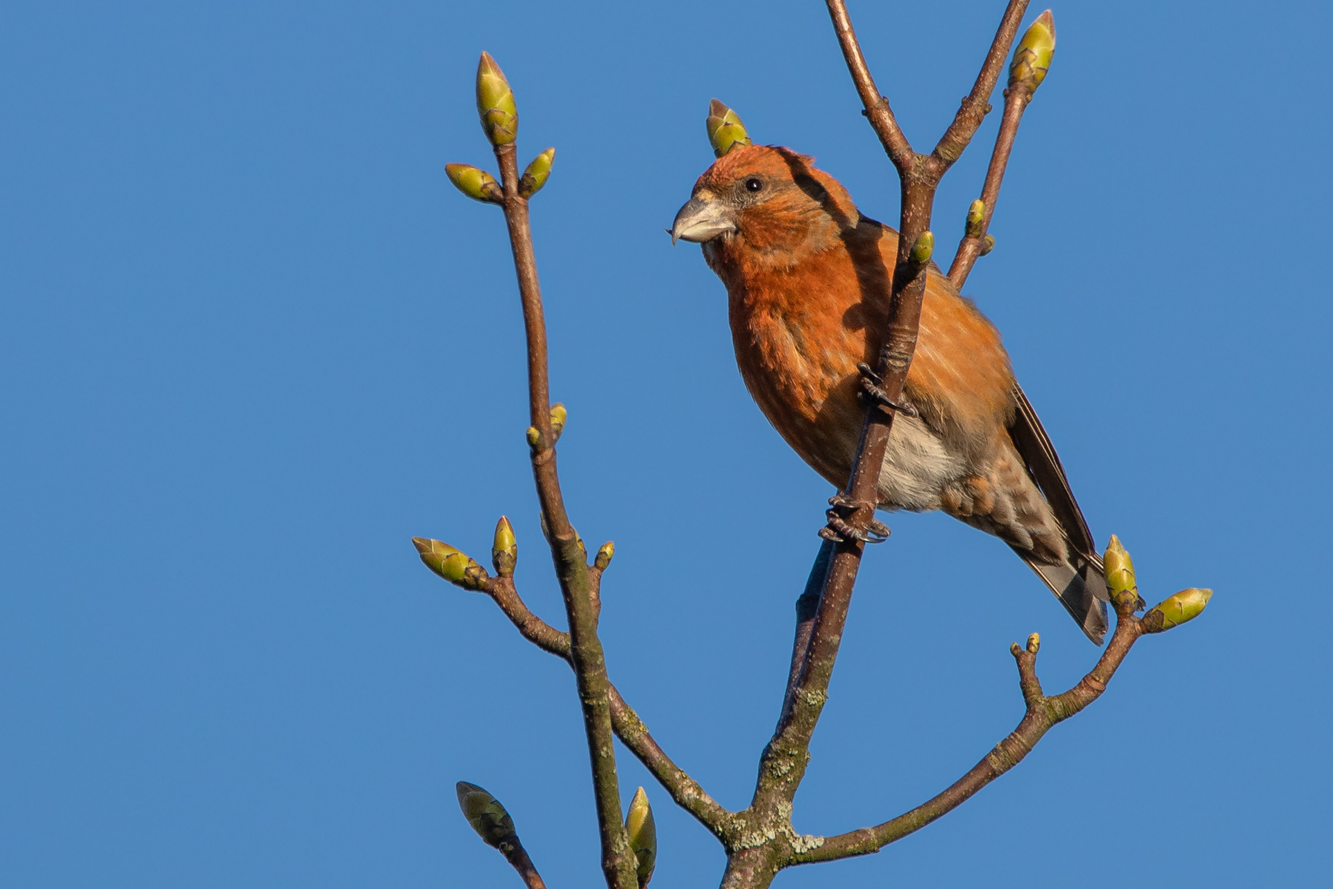 Crossbill (male)