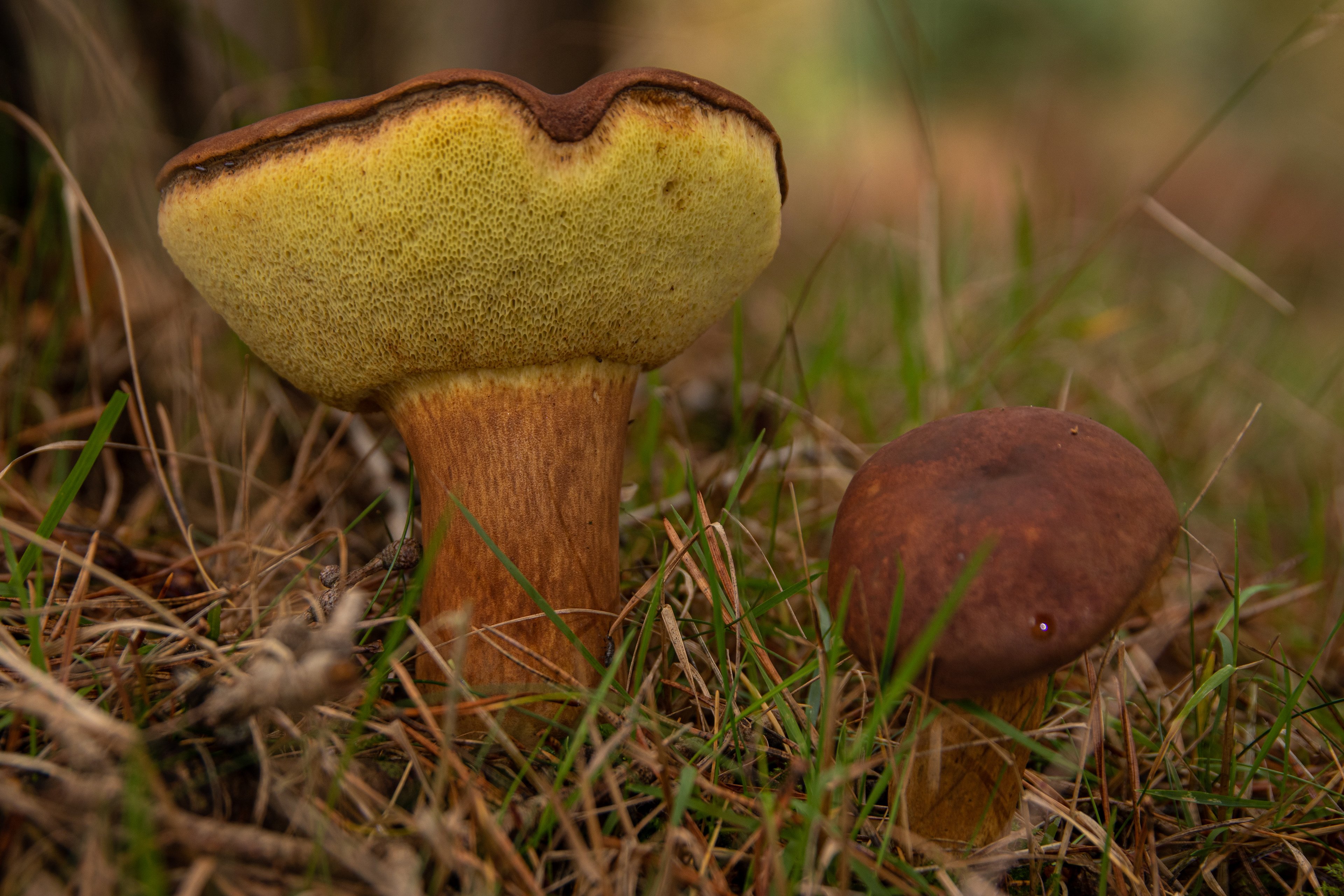 Bay Bolete