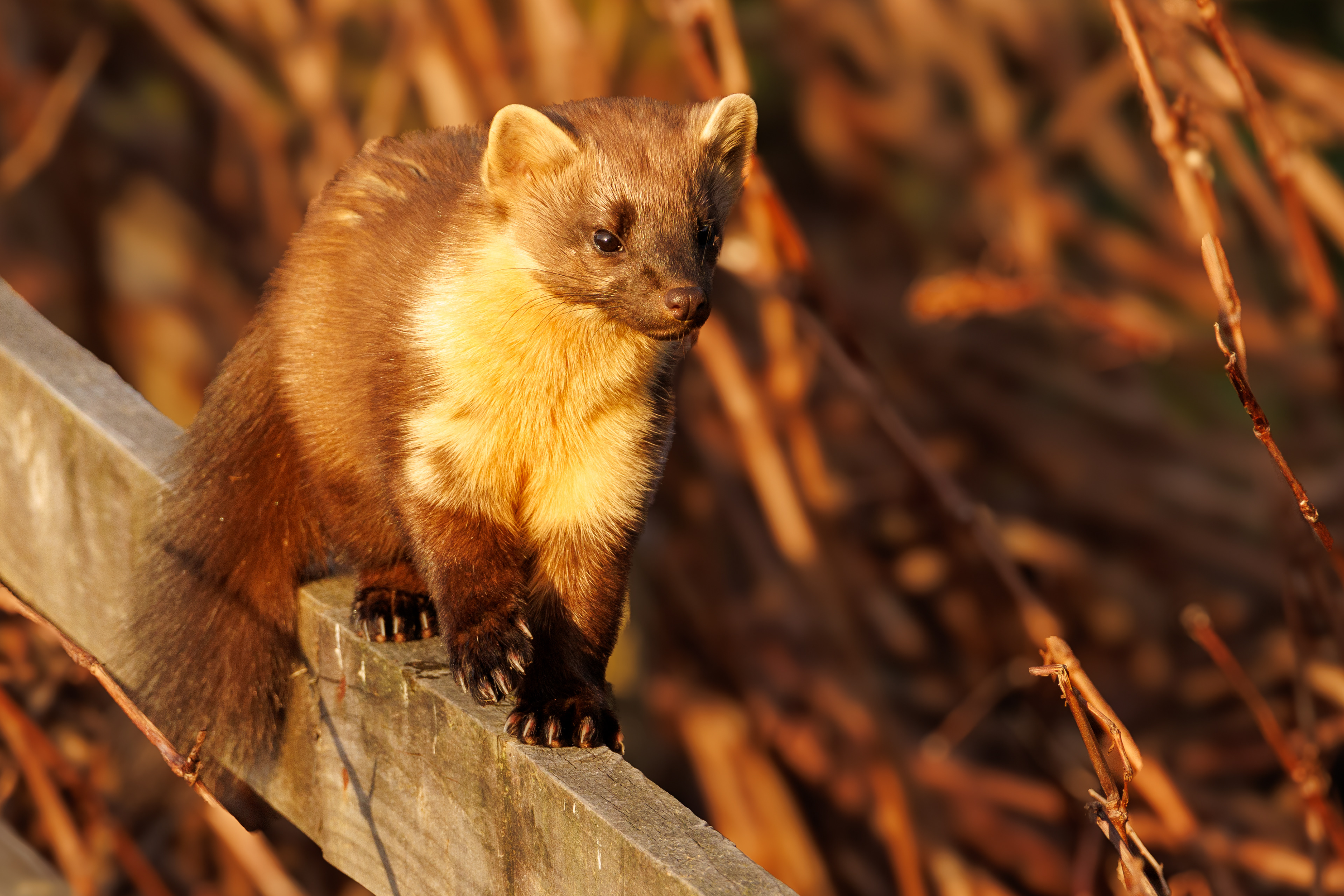 Pine Marten