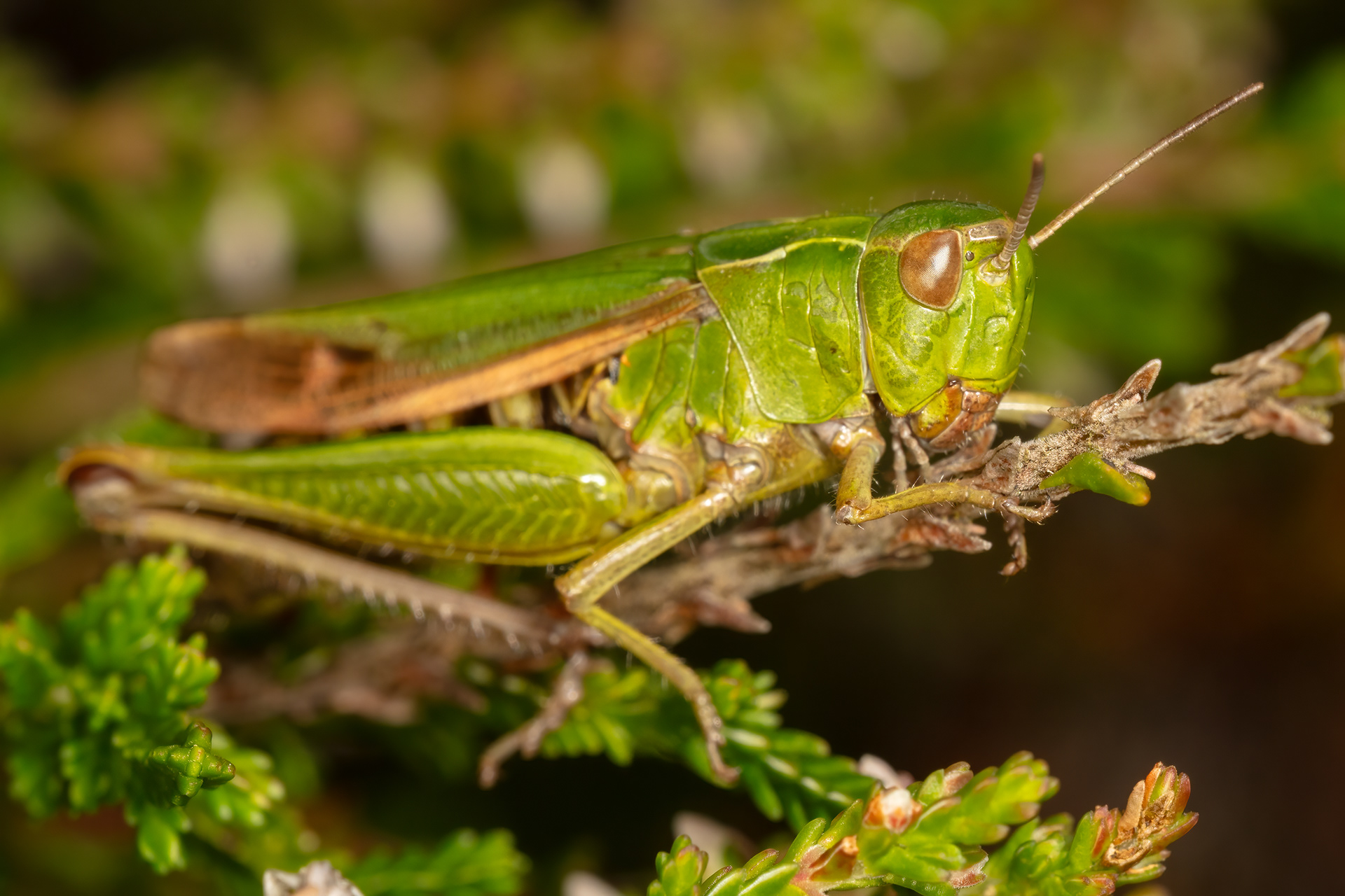 Common Green Grasshopper