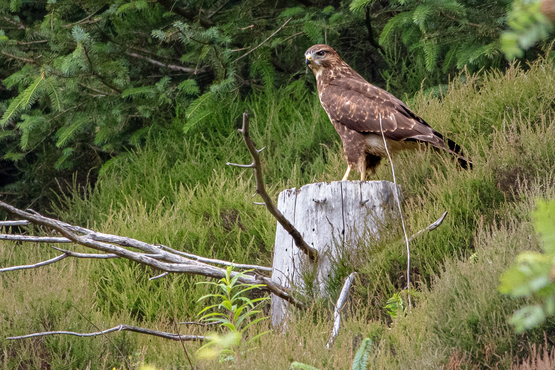 Buzzard