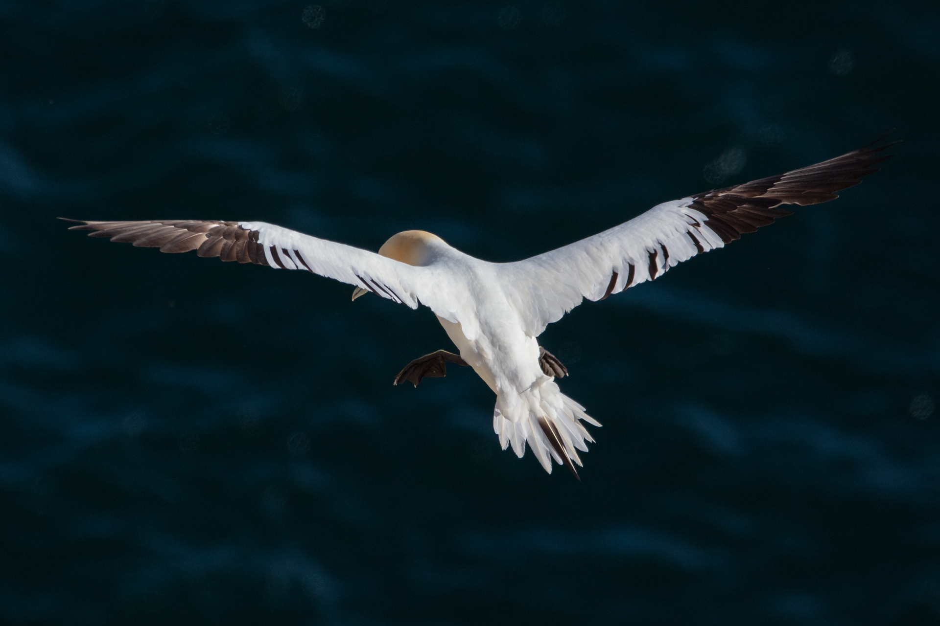 Gannet