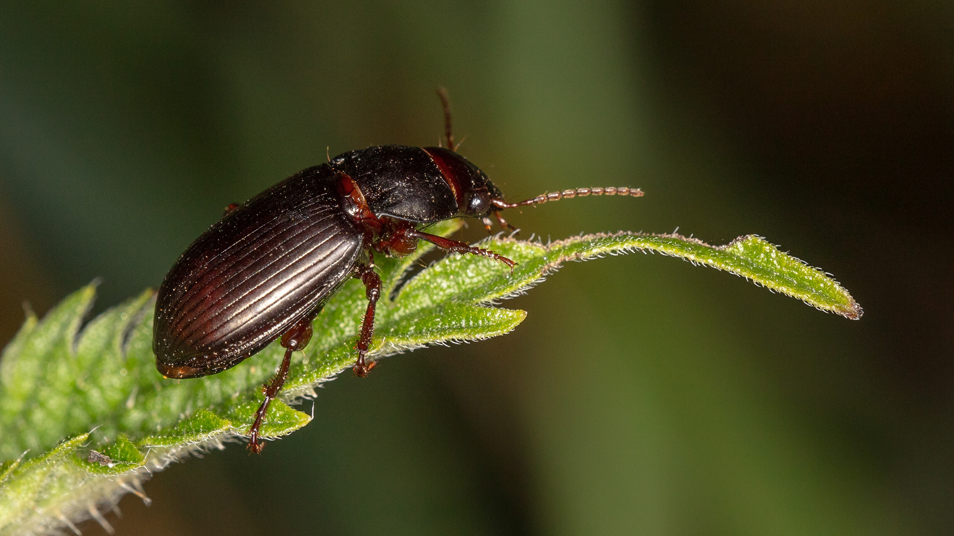 Ground Beetle