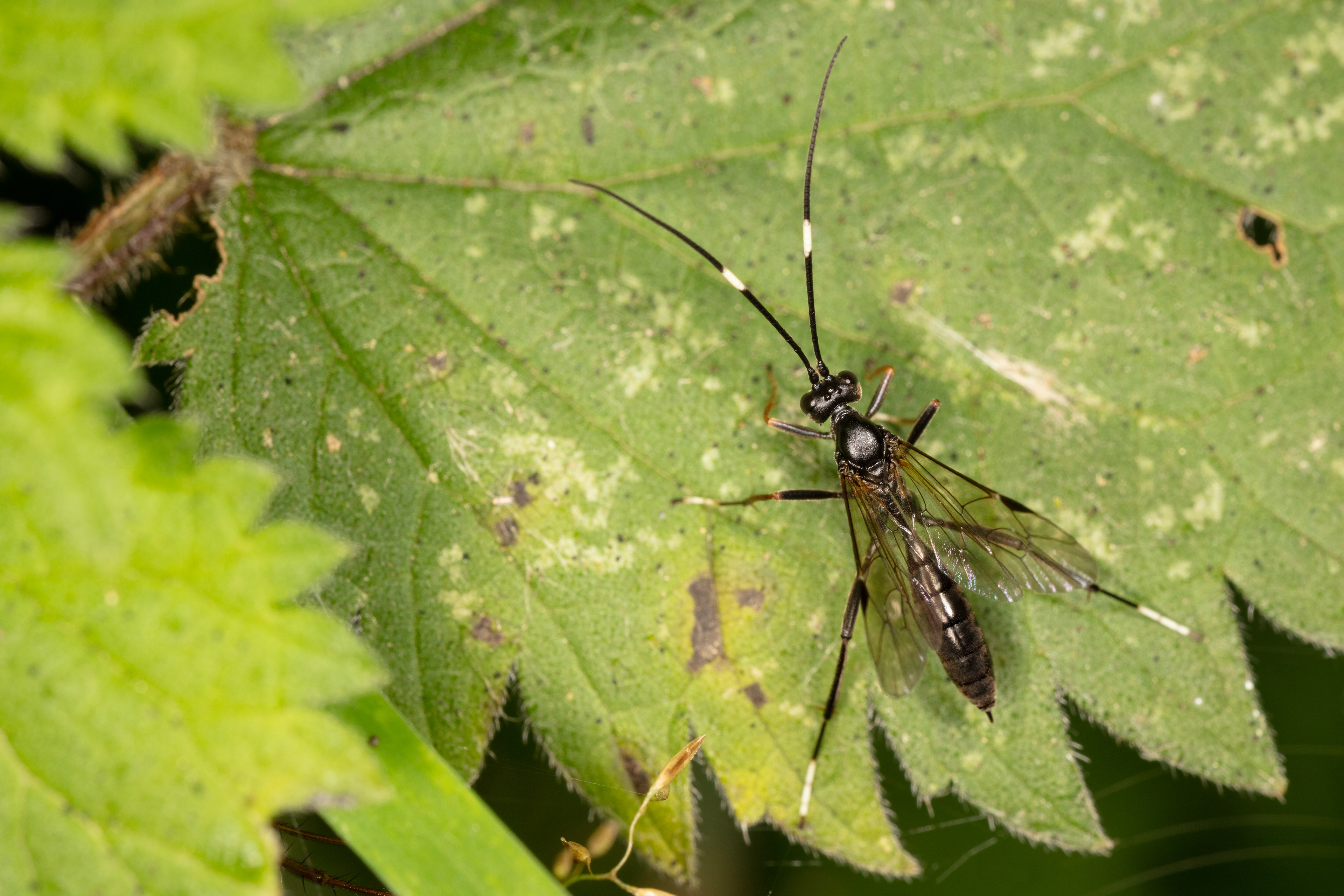 Ichneumonid Wasp (species TBD)
