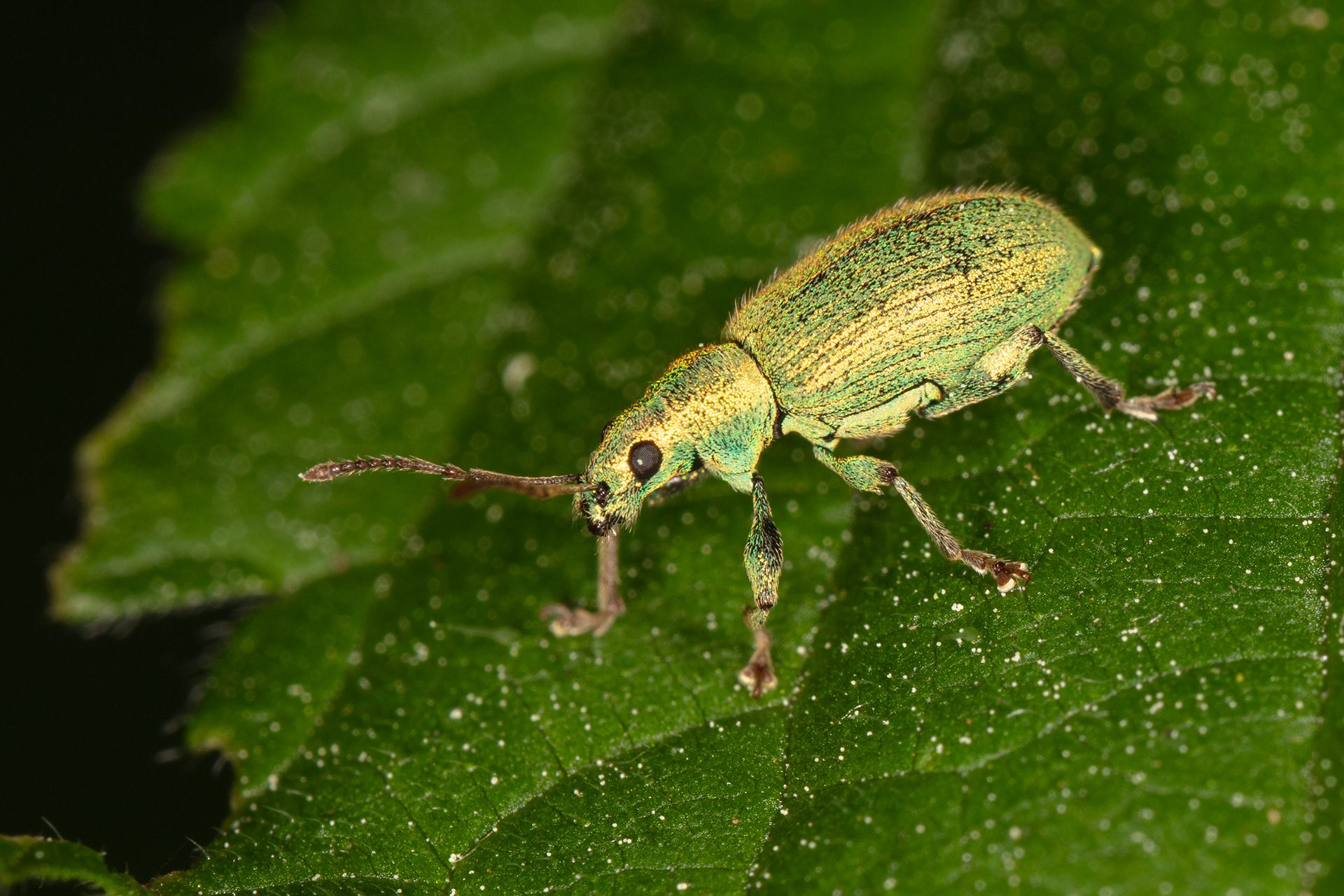 Silver Green Leaf Weevil 