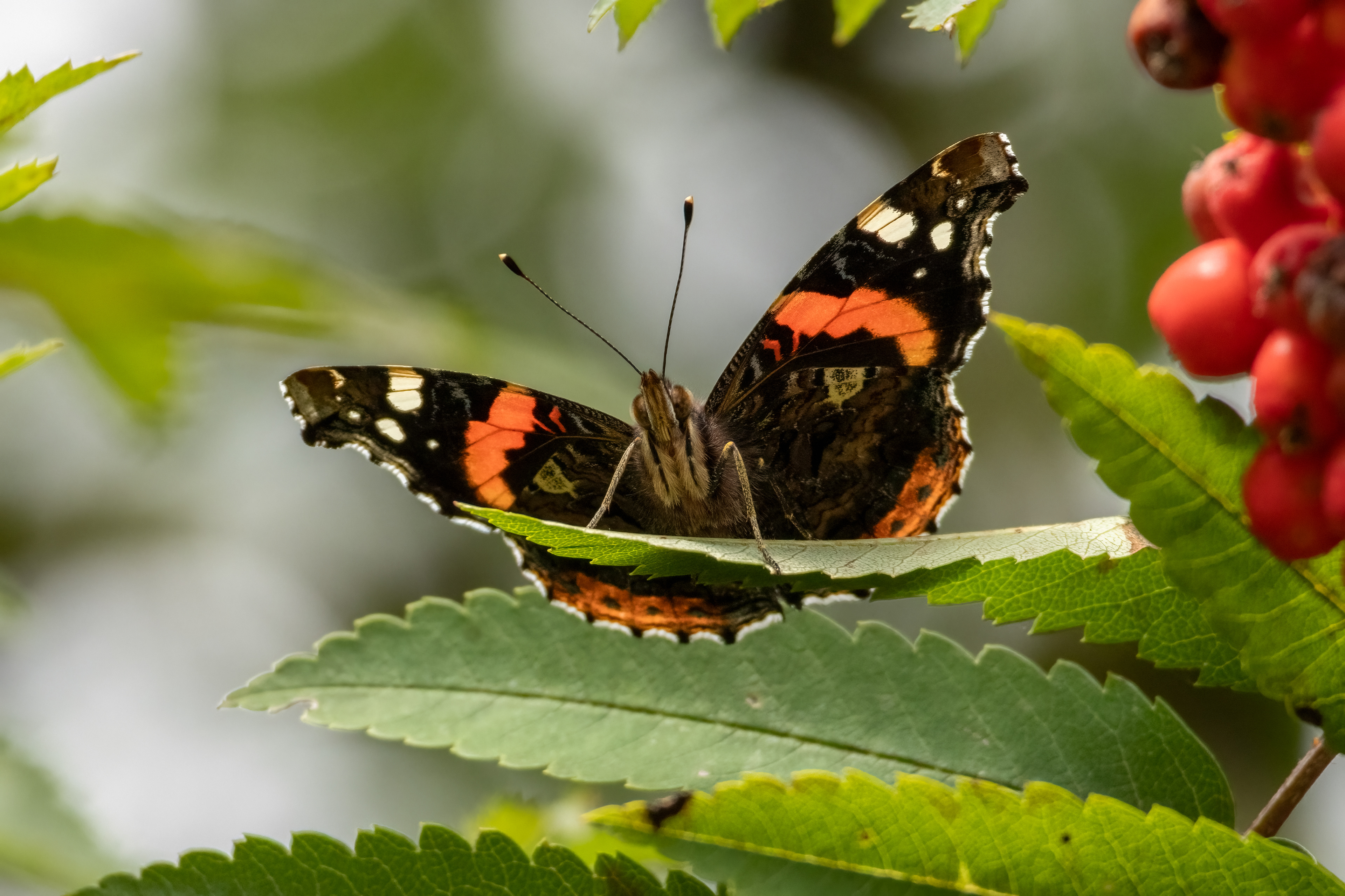 Red Admiral Butterfly