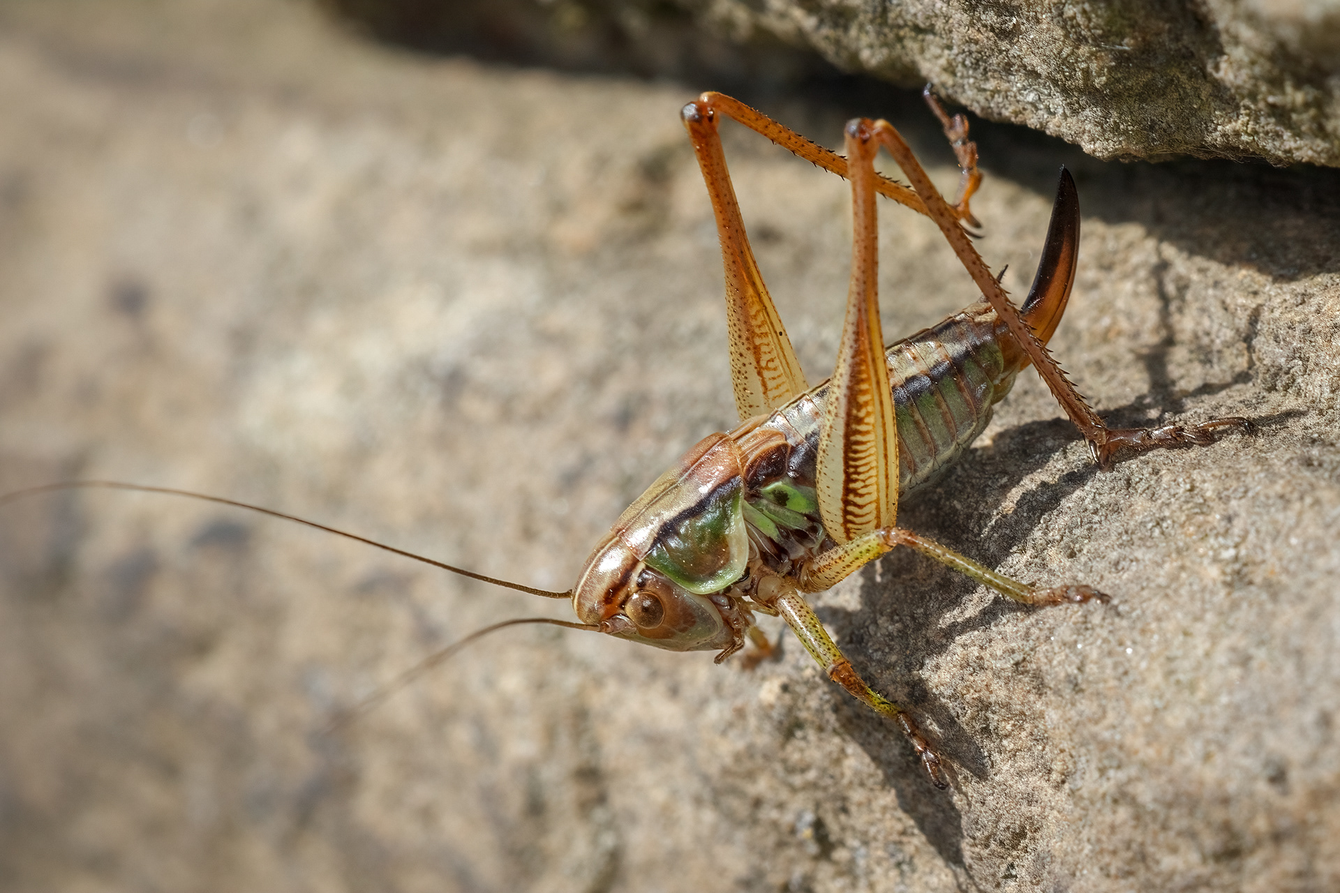 Roesel's bush-cricket (female)