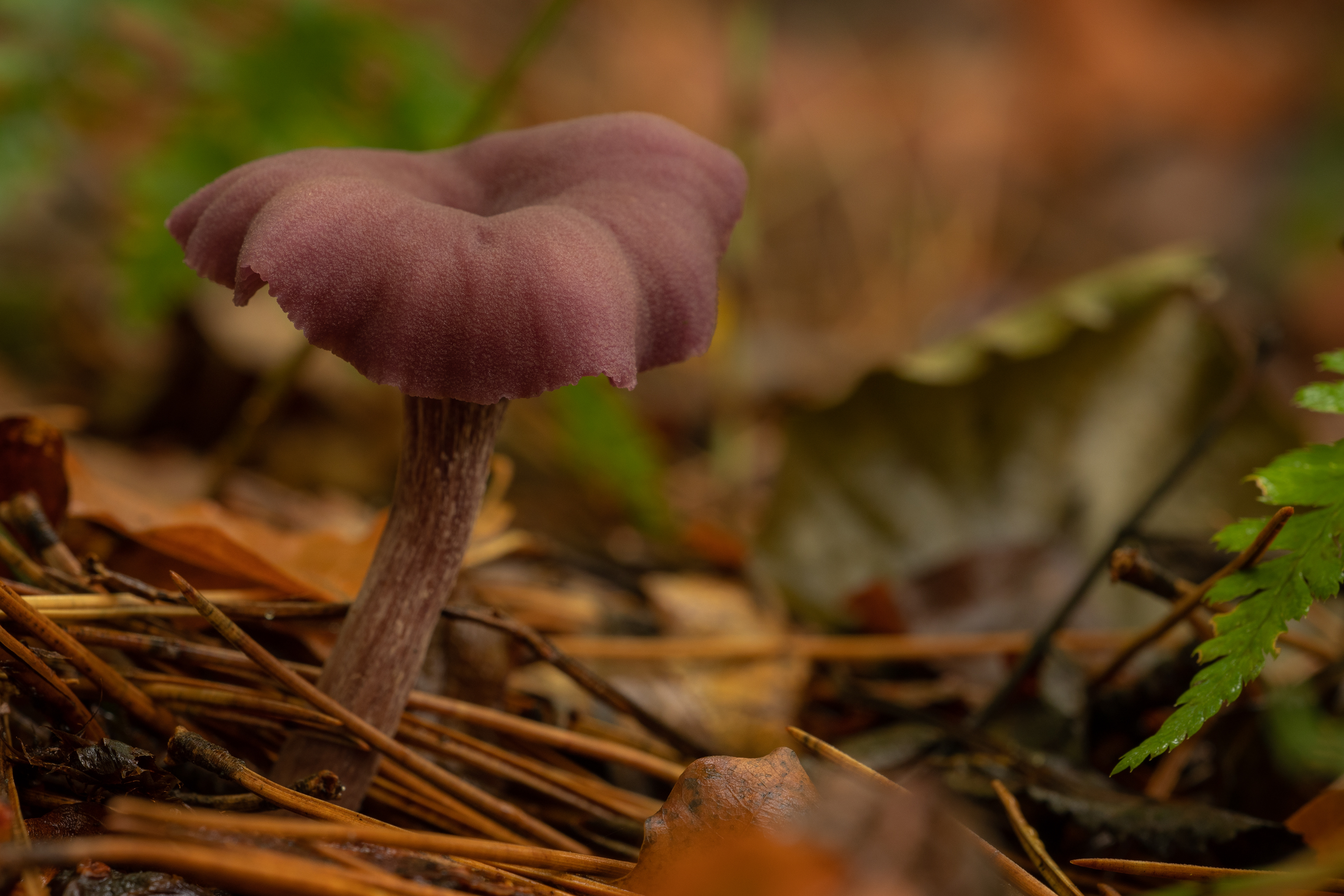Amethyst Deceiver