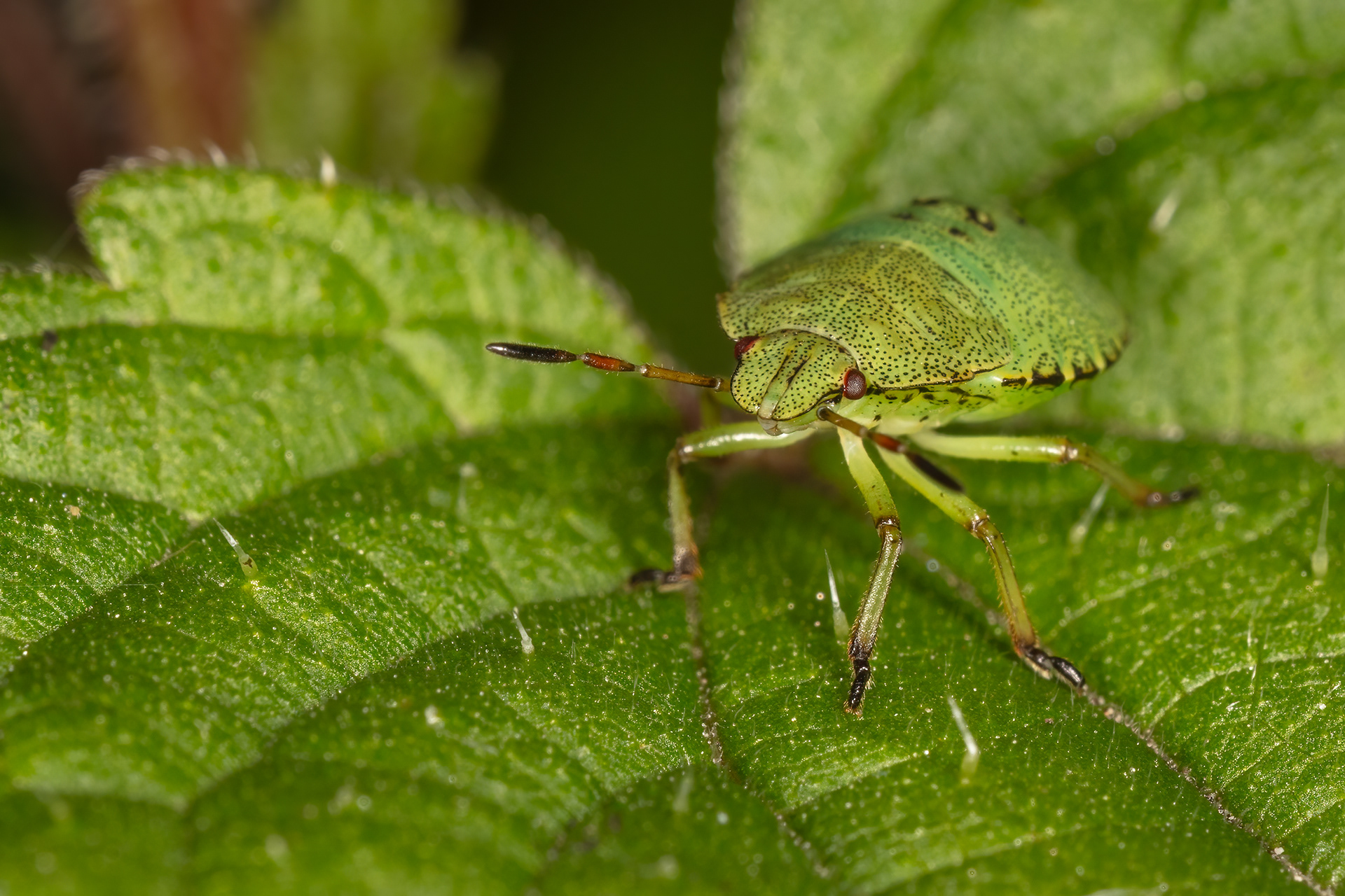 Green Shieldbug (3rd Instar)