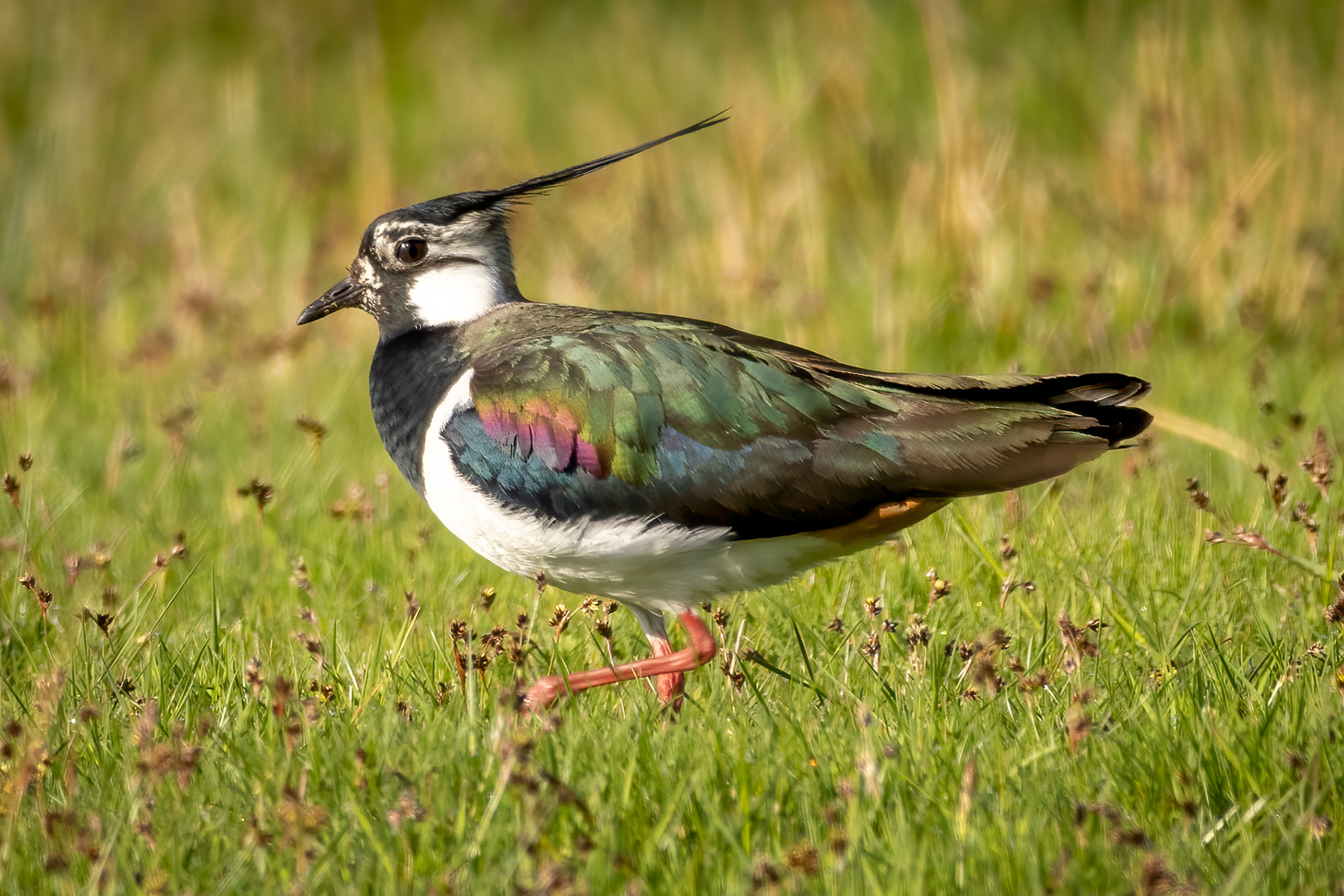 Lapwing
