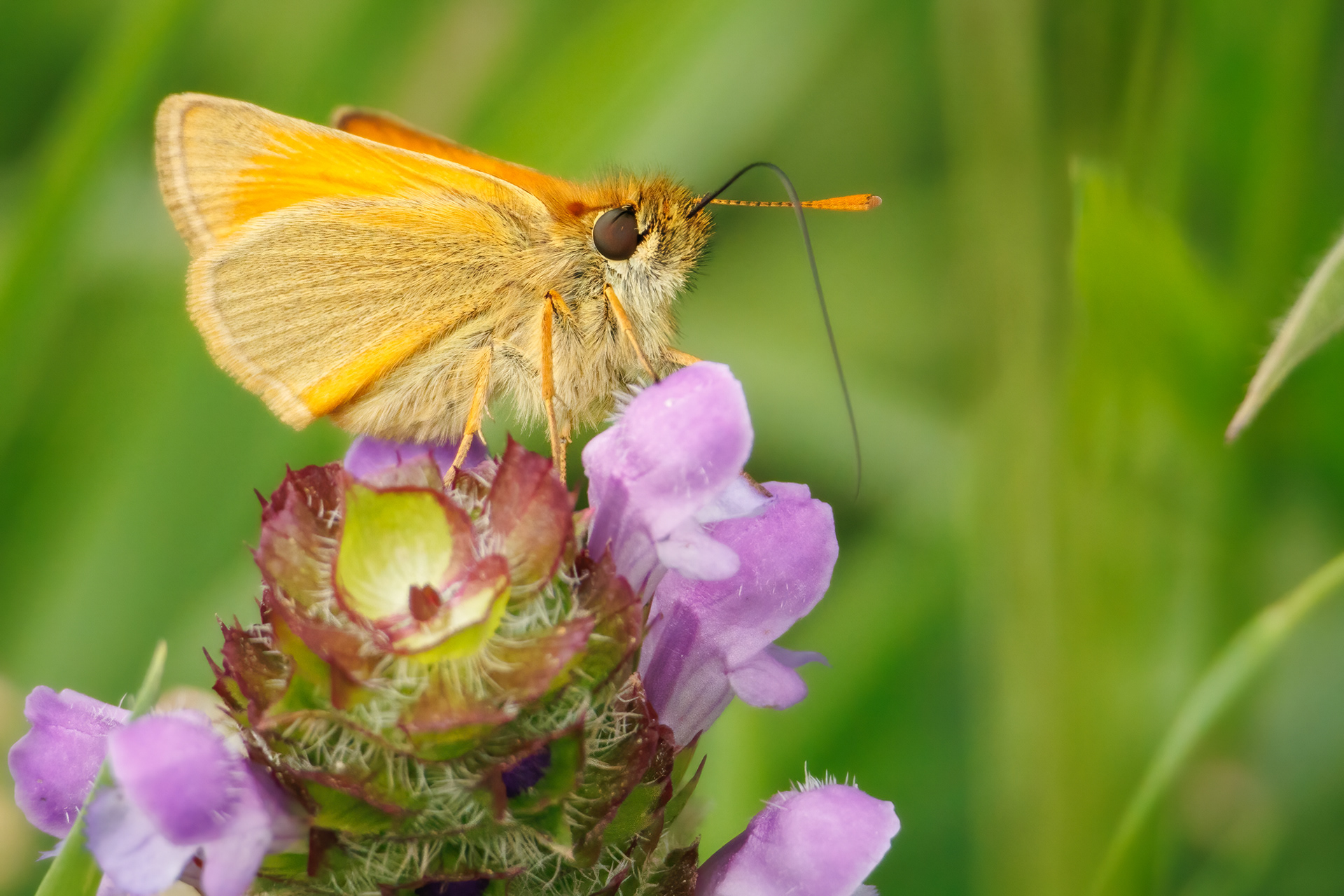 Small Skipper Butterfly