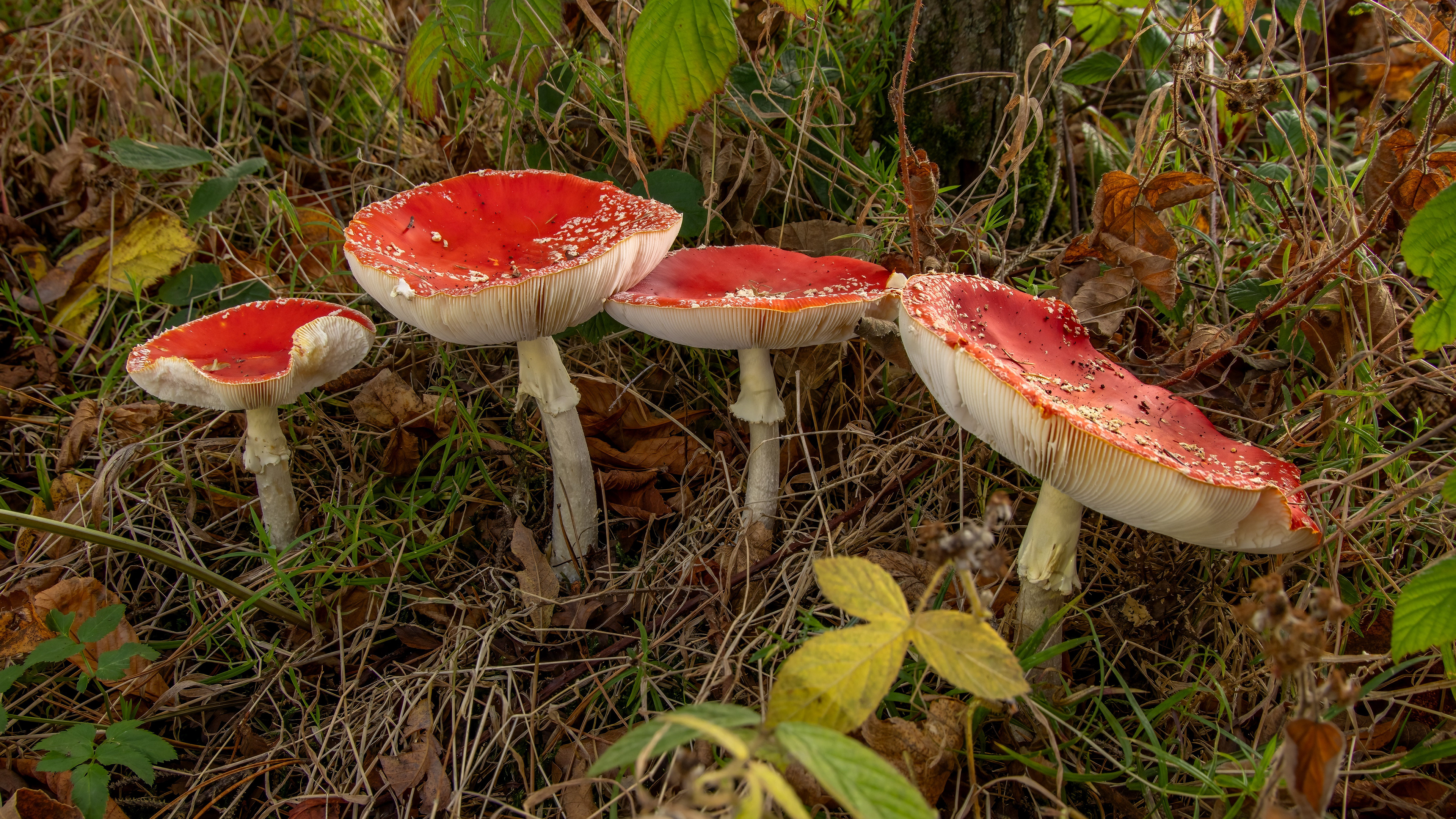 Fly Agaric