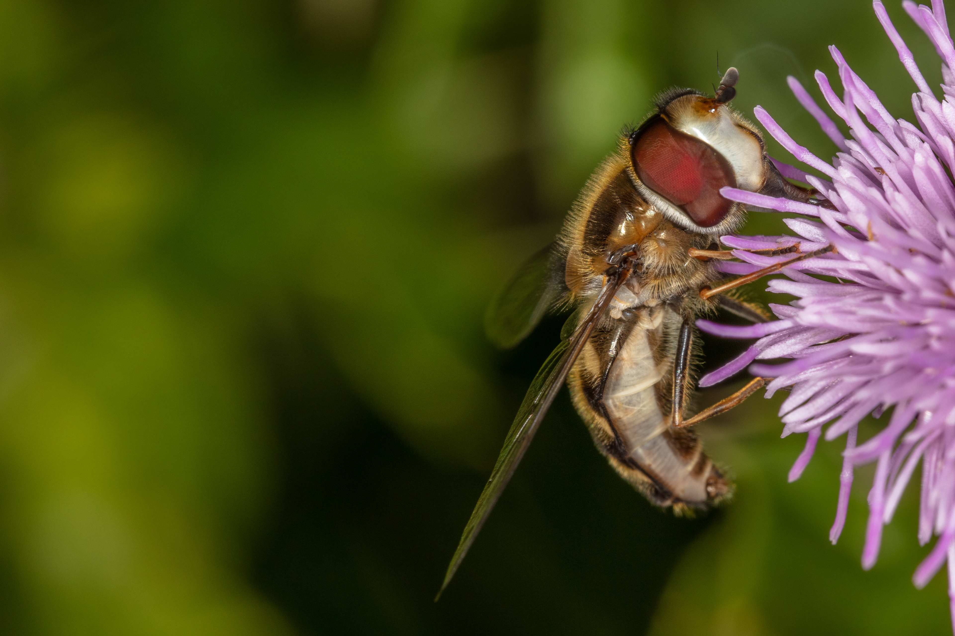 Hoverfly 