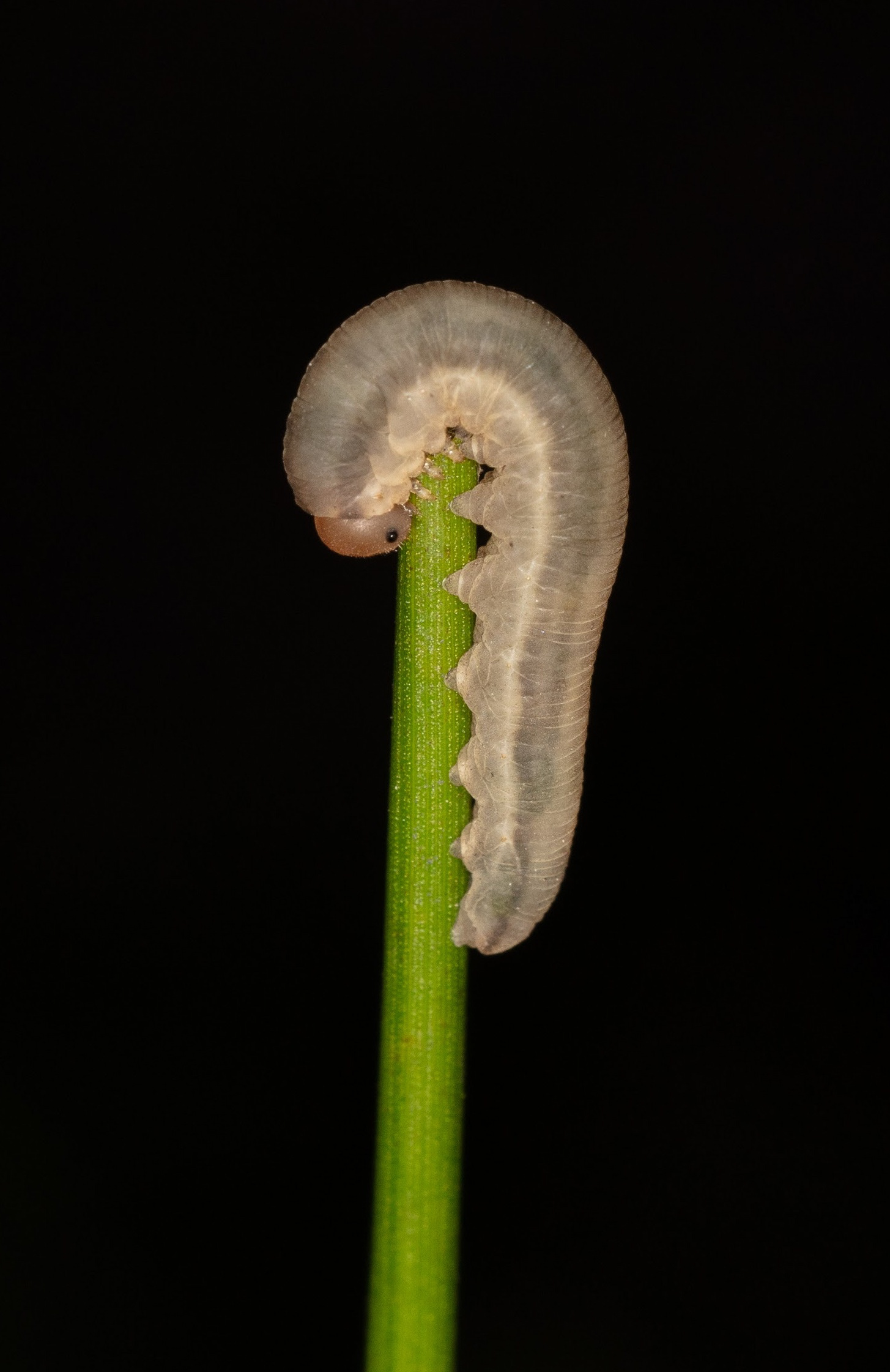 Caterpillar
