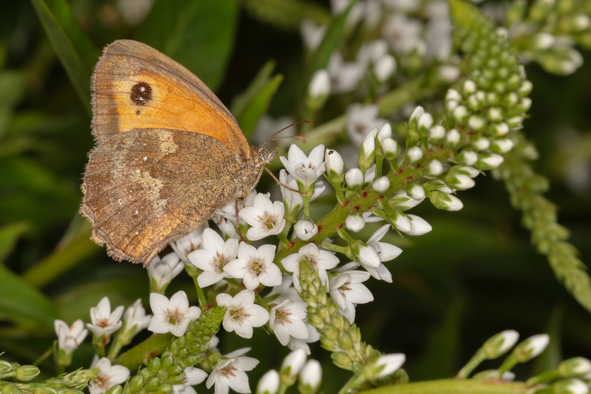 Gatekeeper Butterfly