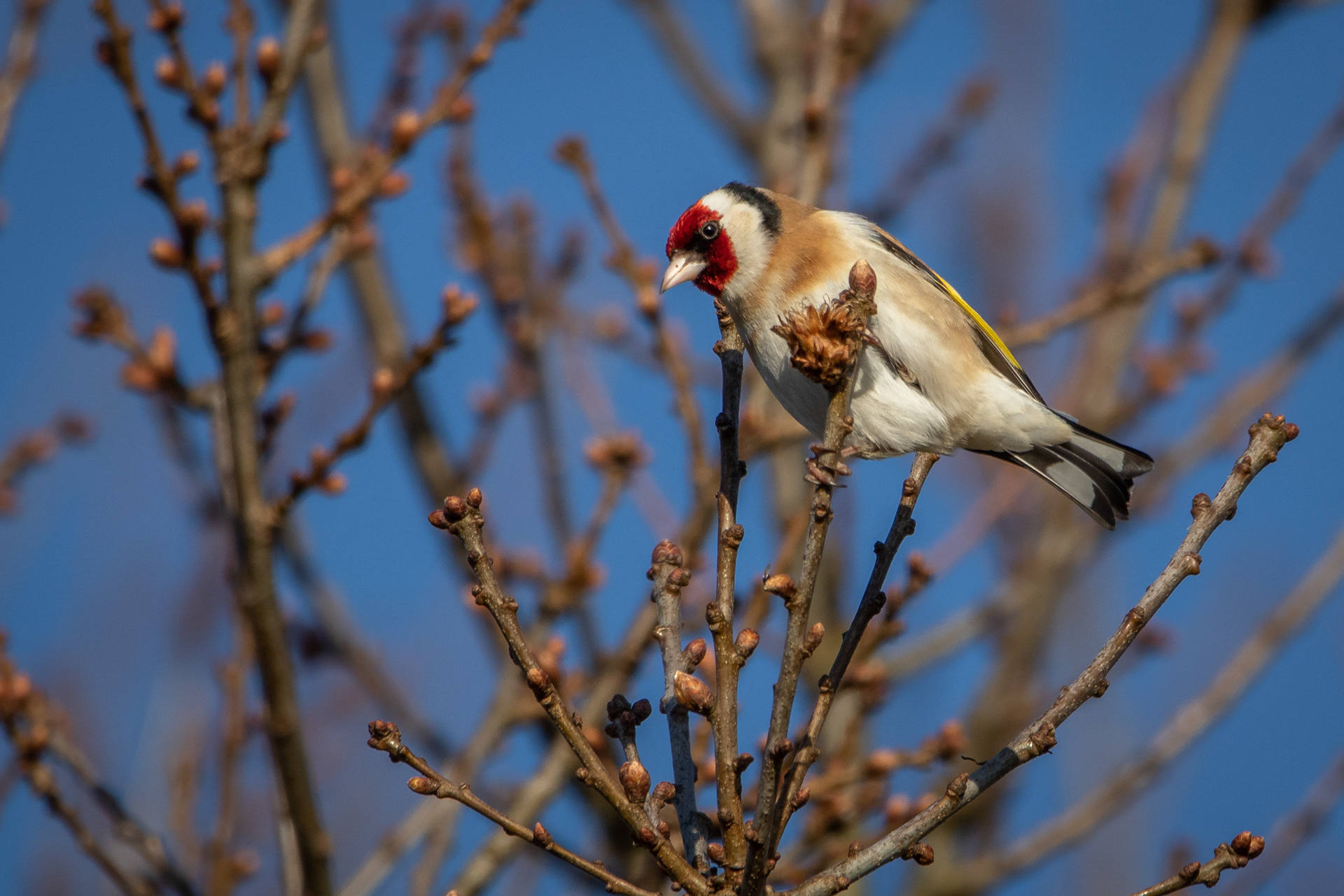 Goldfinch