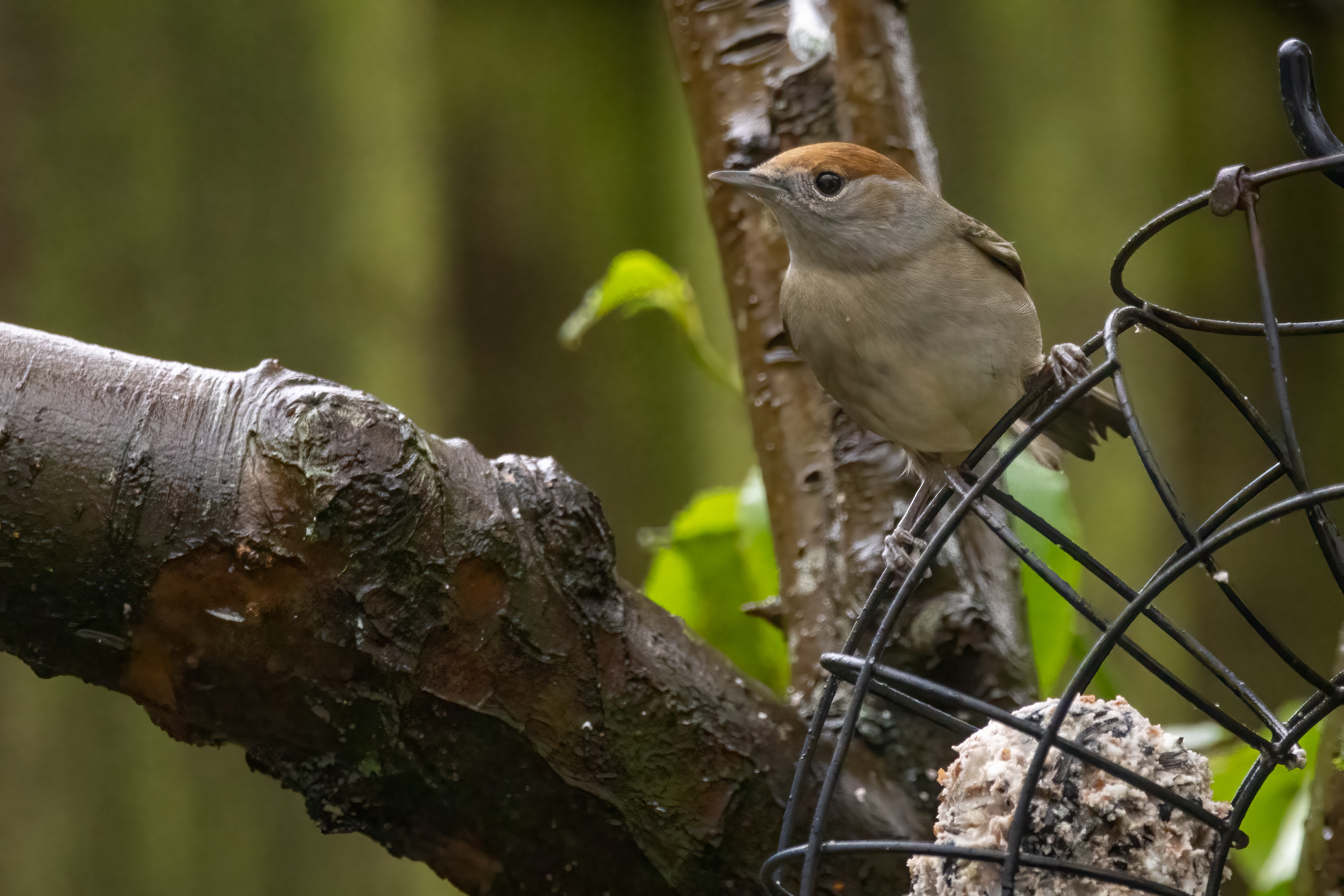 Blackcap (female)