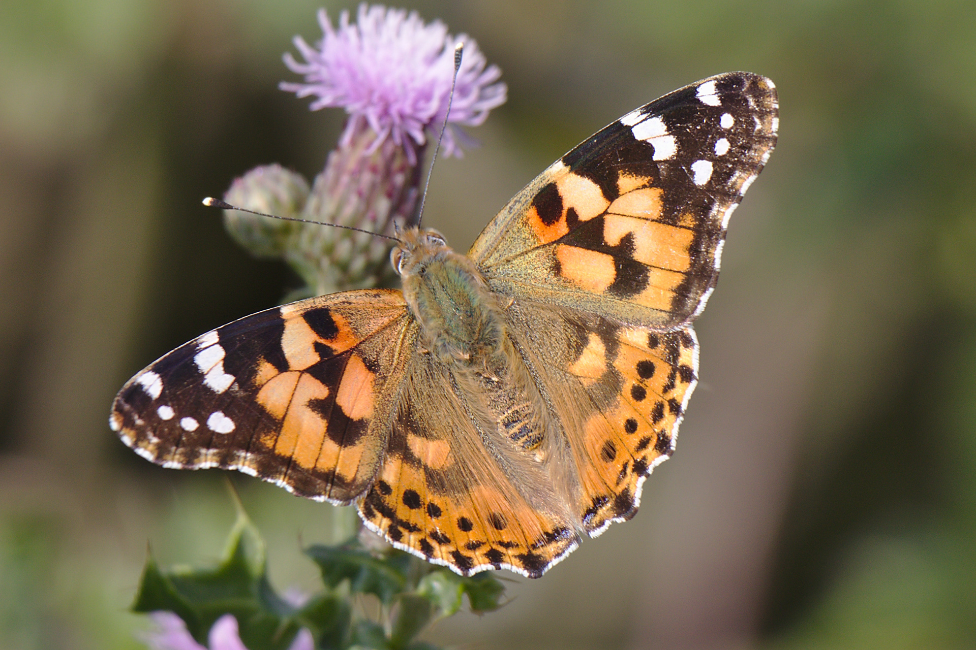 Painted Lady Butterfly