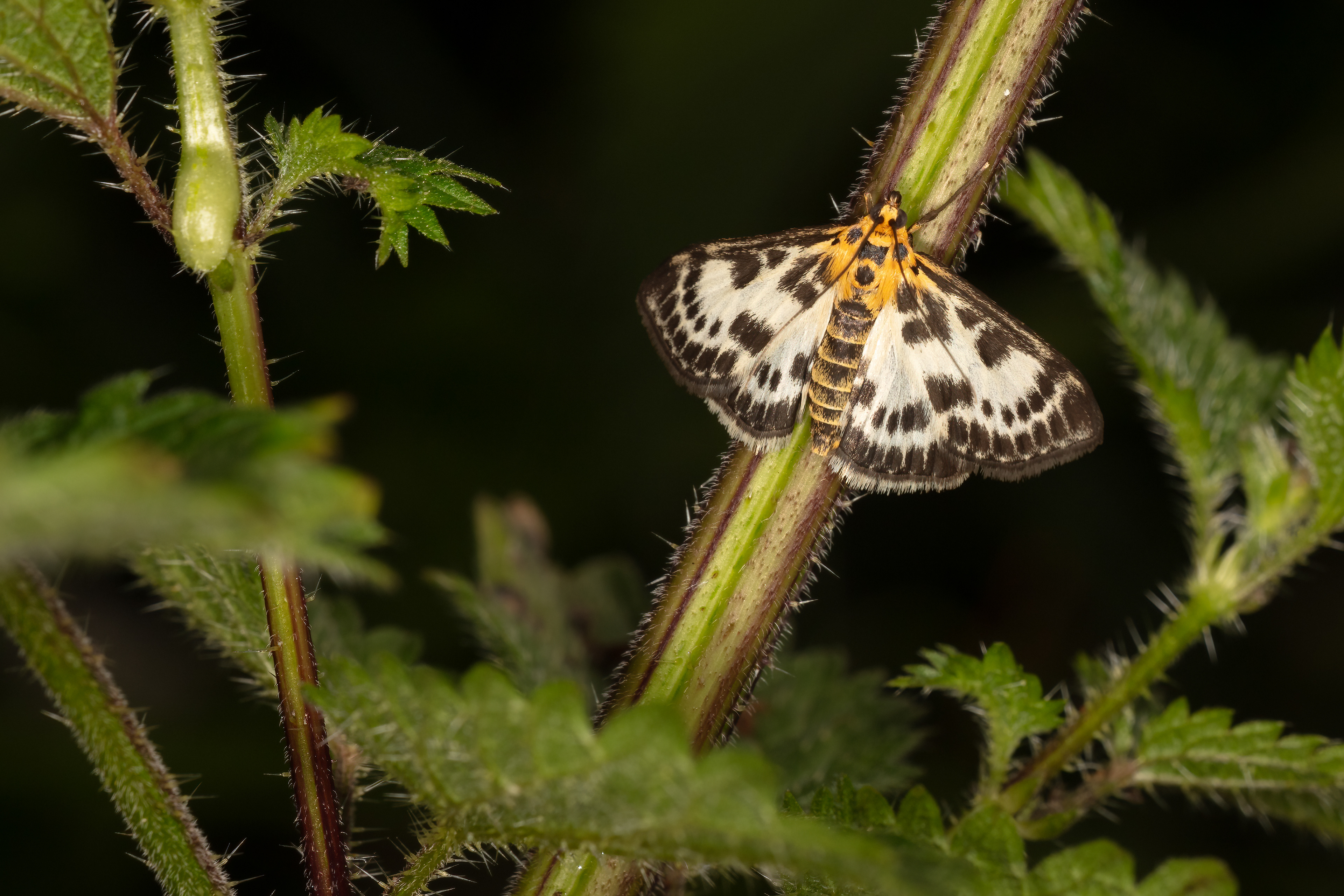 Small Magpie Moth
