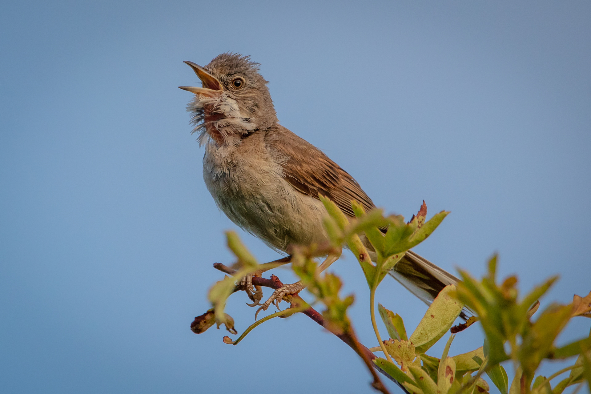 Common Whitethroat