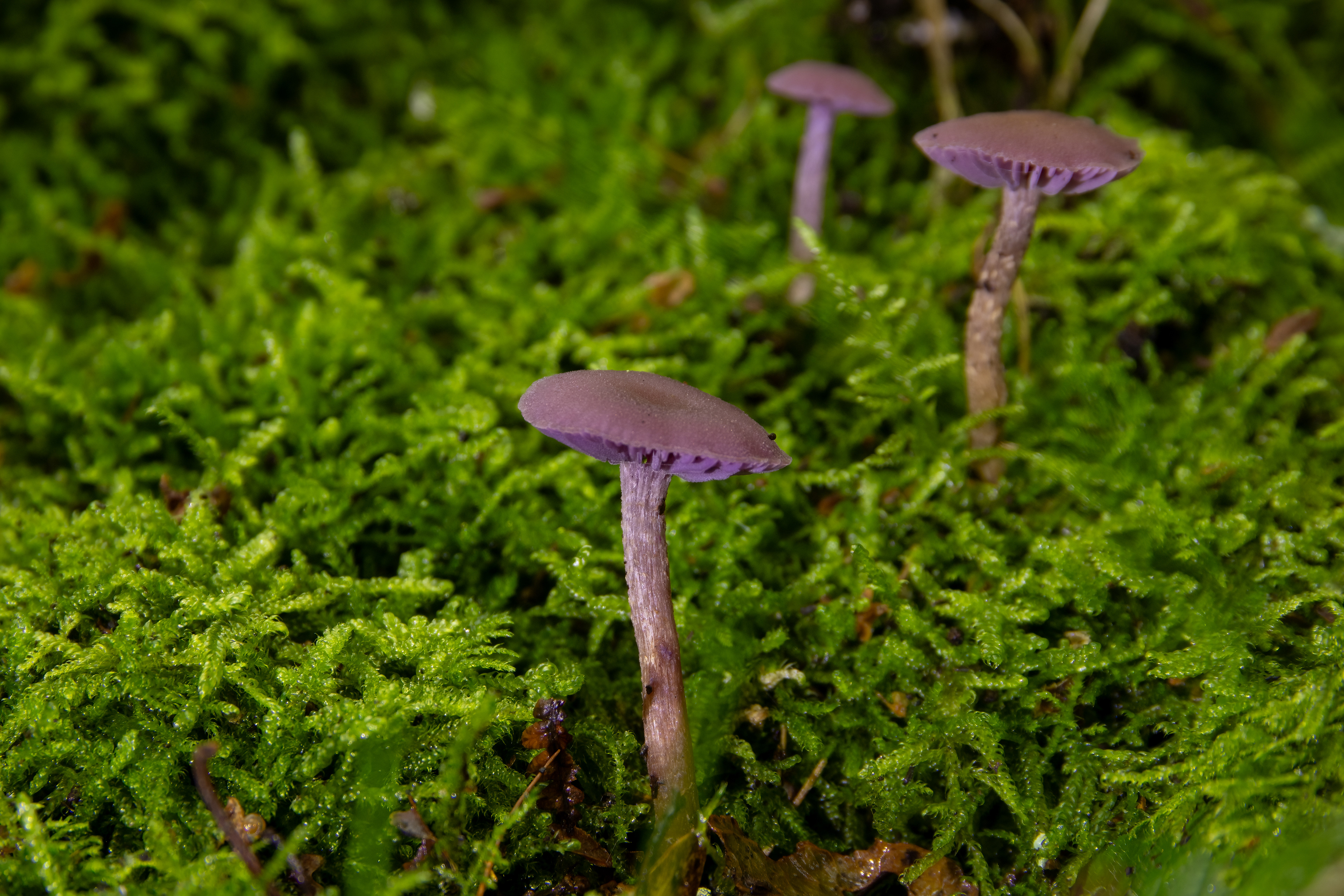 Amethyst Deceiver
