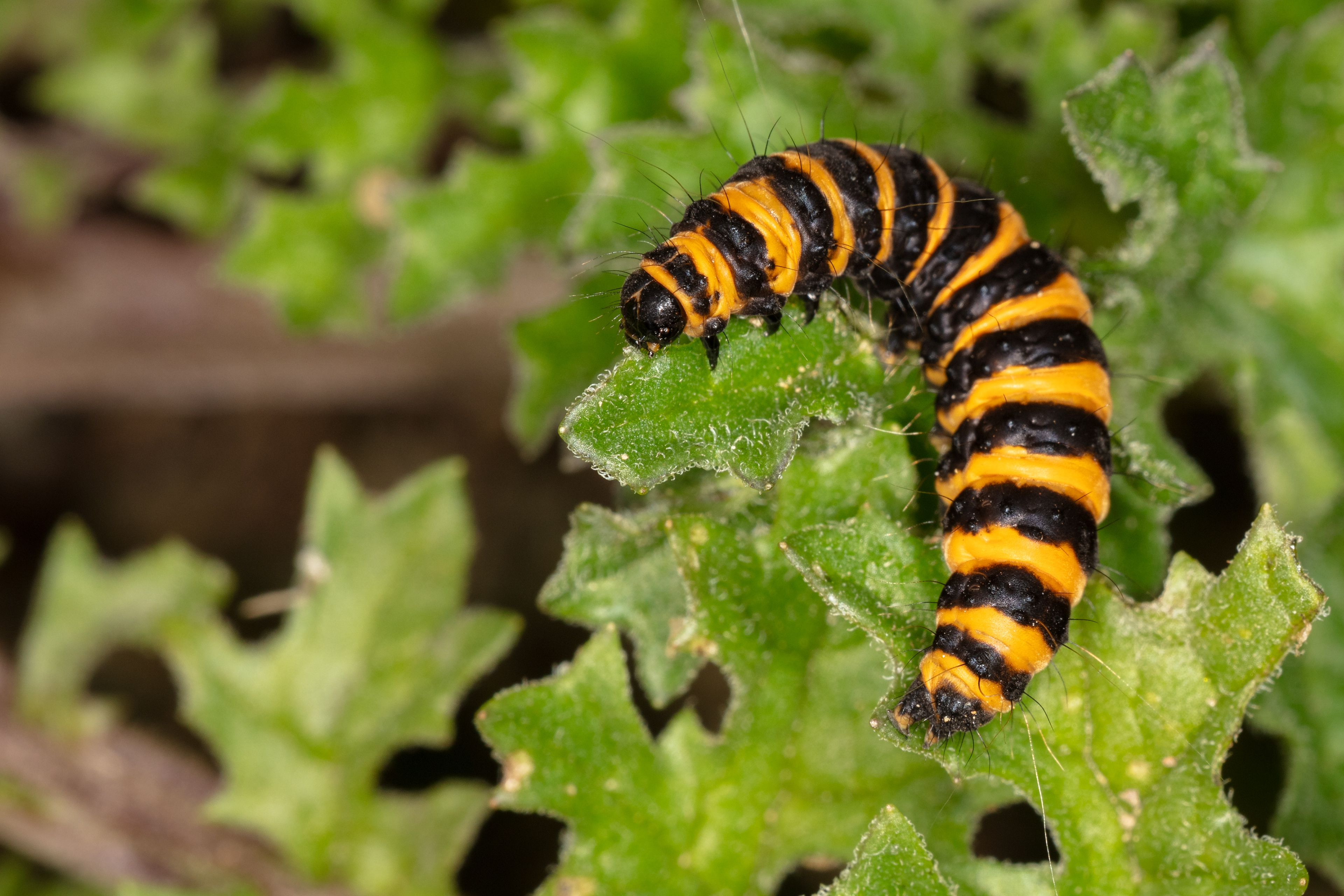 Cinnabar Moth Caterpillar
