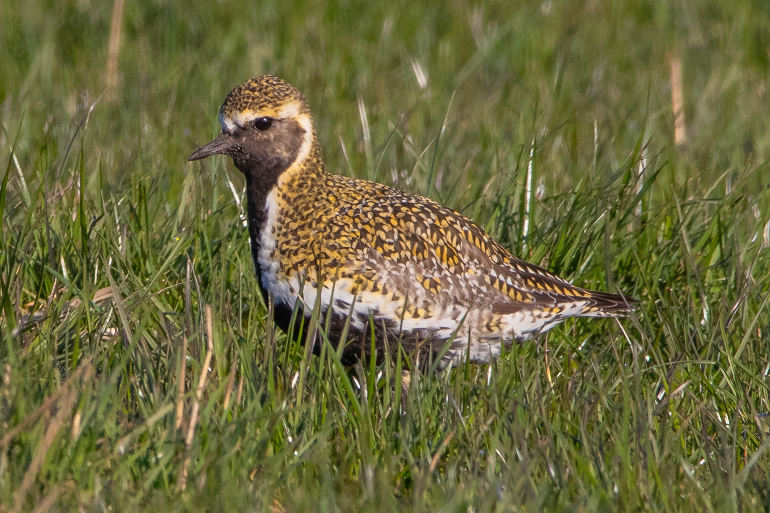 Golden Plover